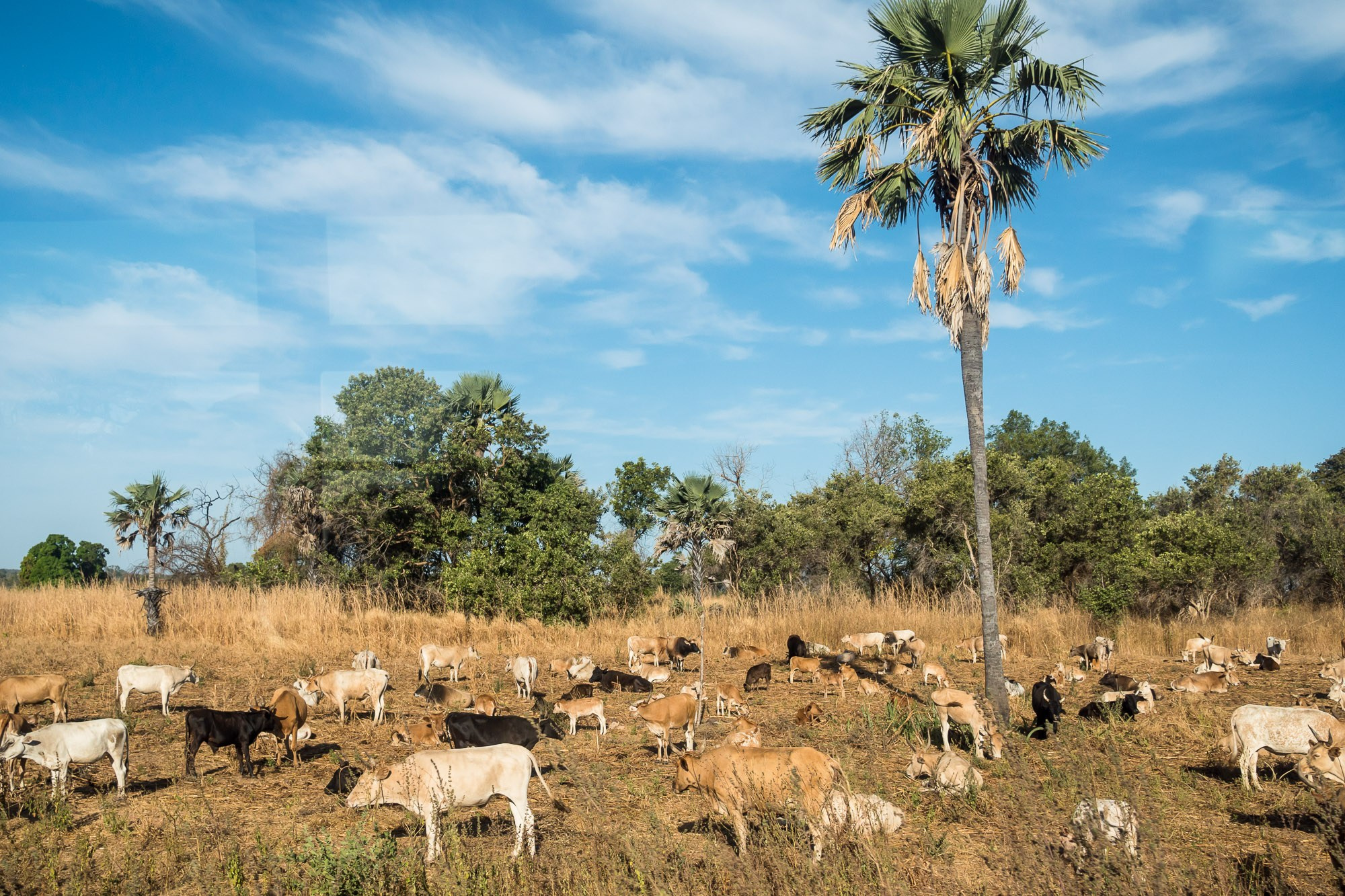Путешествие по Гамбии (Западная Африка).Traveling in Gambia (West Africa.). Фотограф Алексей Скоробогатько