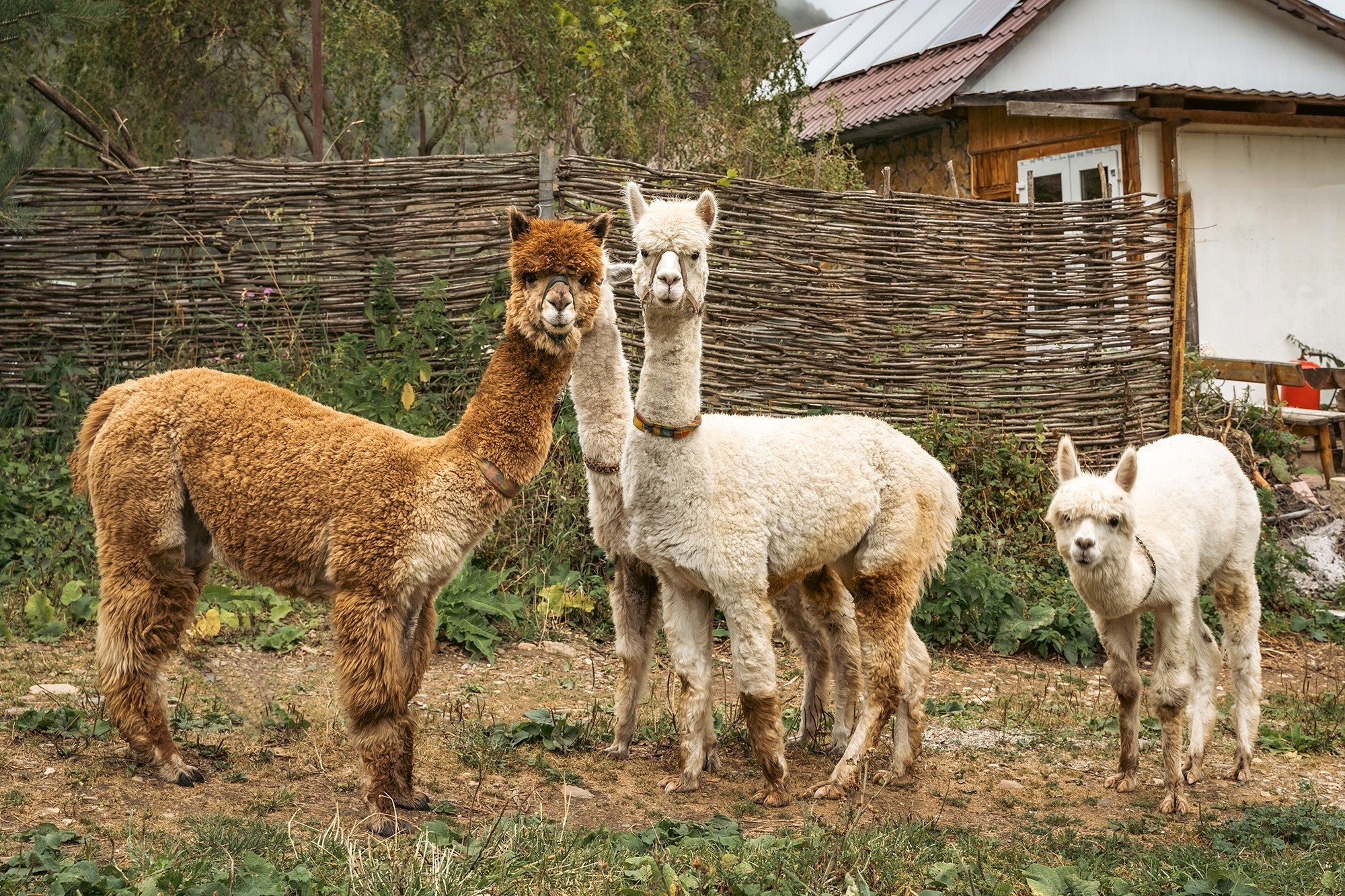 Тур «Великолепный Кавказ»