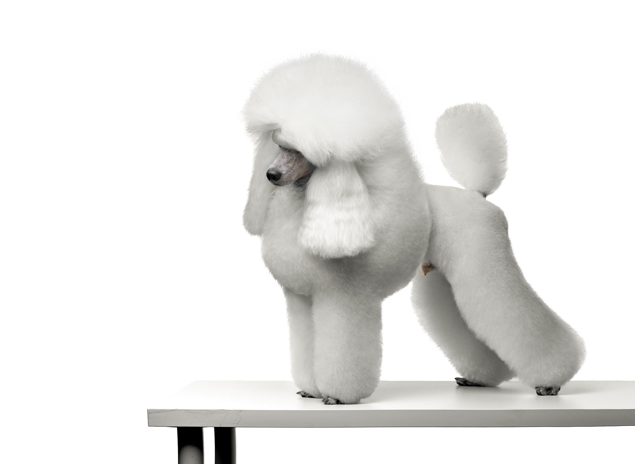 Фотограф анималист в Санкт-Петербурге Светлана Писарева