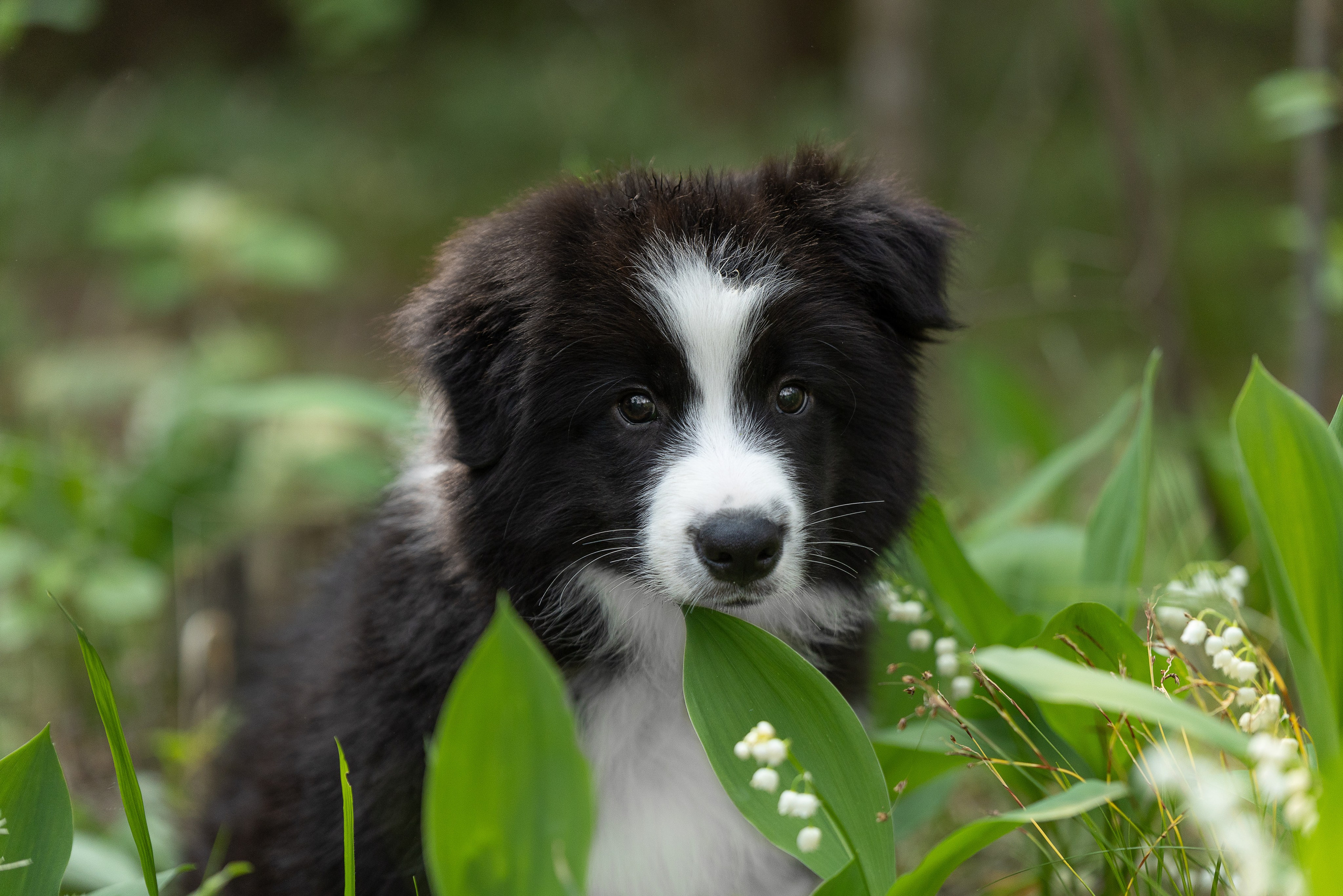 Бордеры. Купить щенка Вельш-корги-кардиган в семейном питомнике — Ice Fantasy