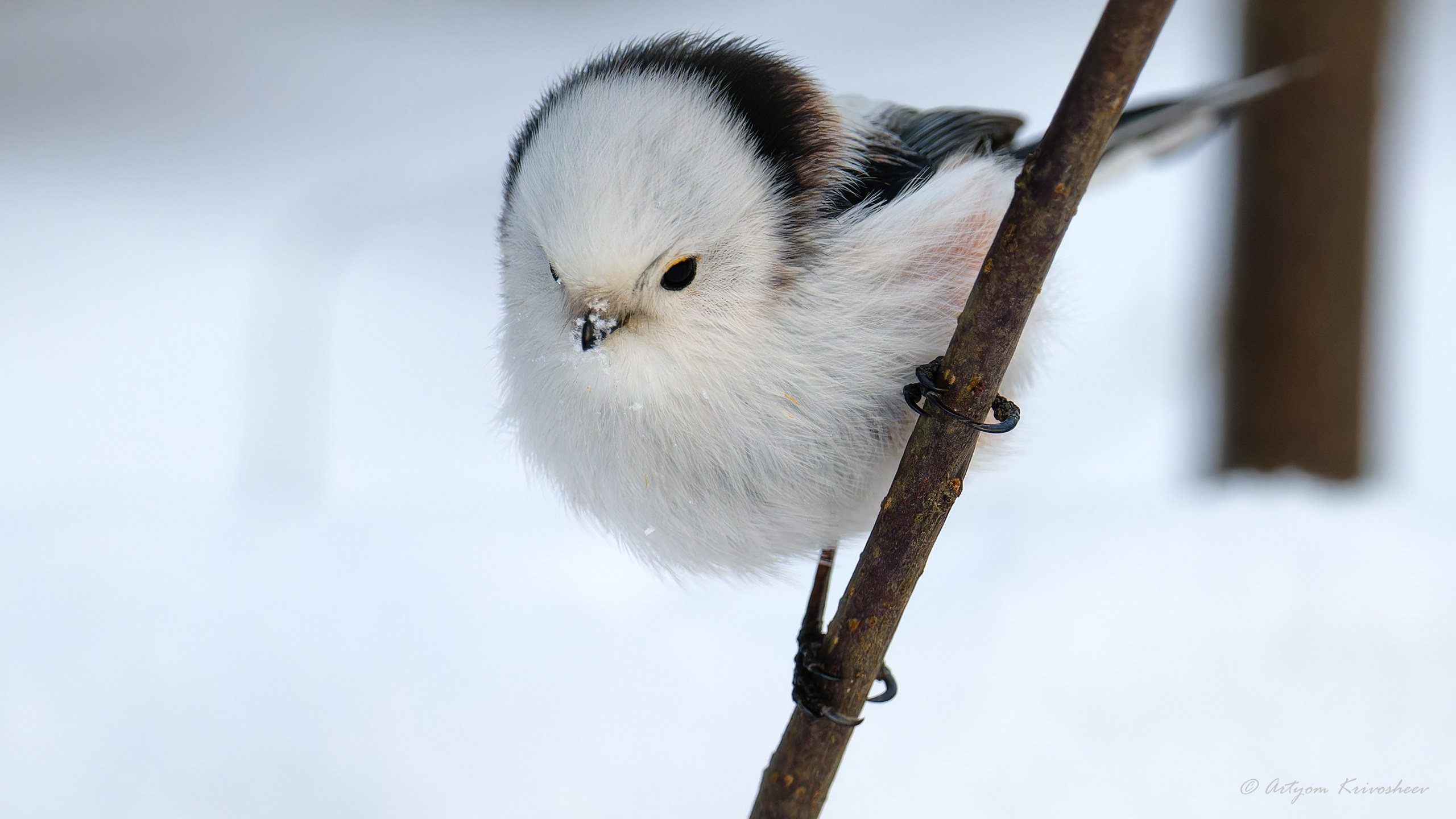 Ополовник (Длиннохвостая синица). Фотограф и путешественник Артём Кривошеев