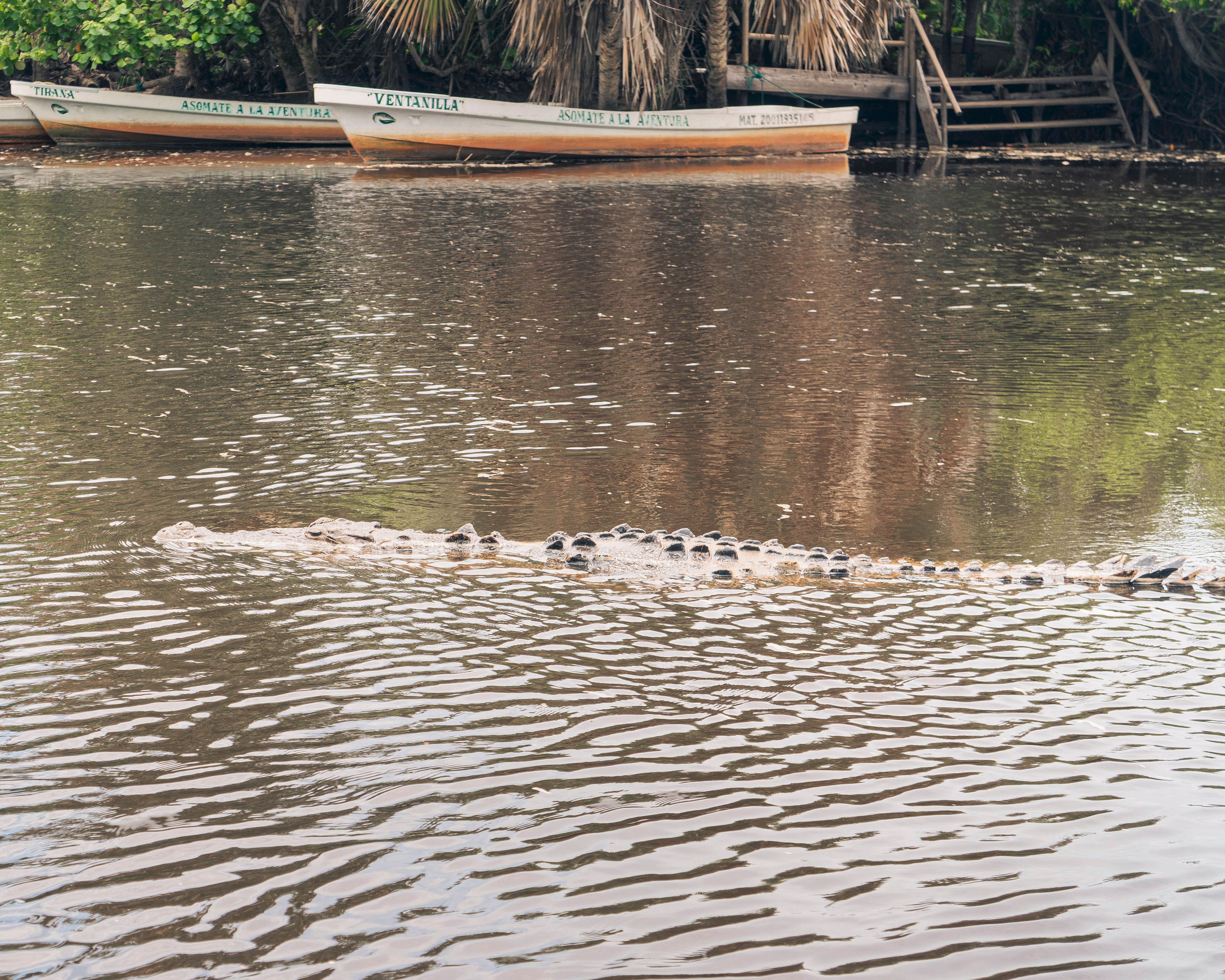 Crocos’ Paradise. CDMX Photography | Alex Klenin| Portrait & Event Photographer