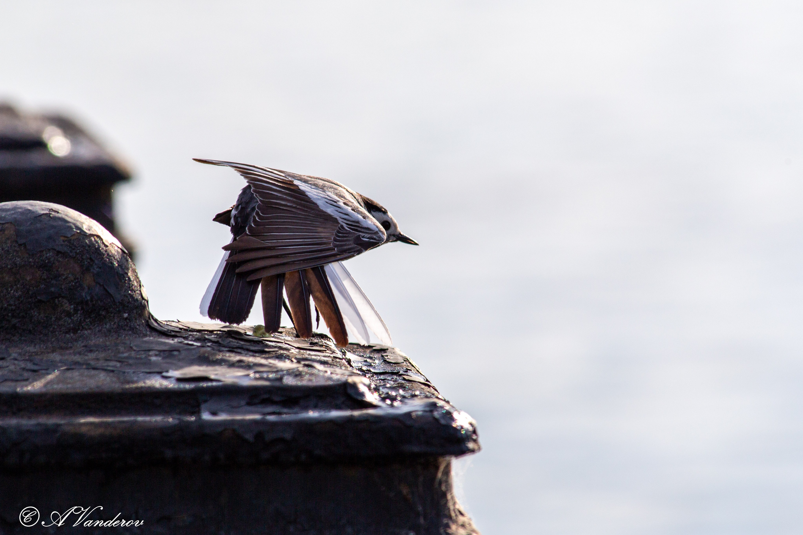 Прогулка 22.05.2024. Фотограф Омск | Александр Вандеров