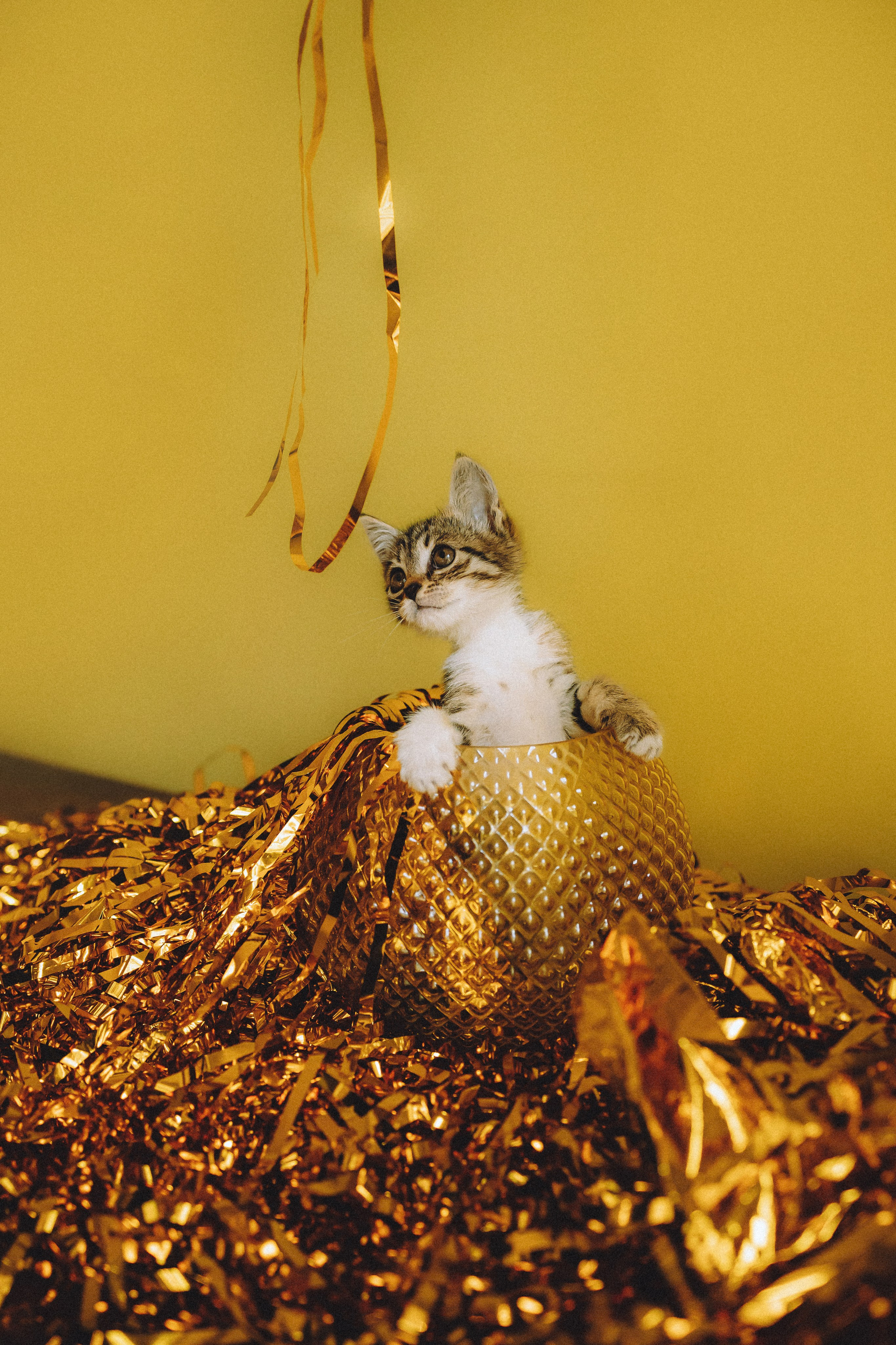 Более 30 идей для фотосессии с котенком