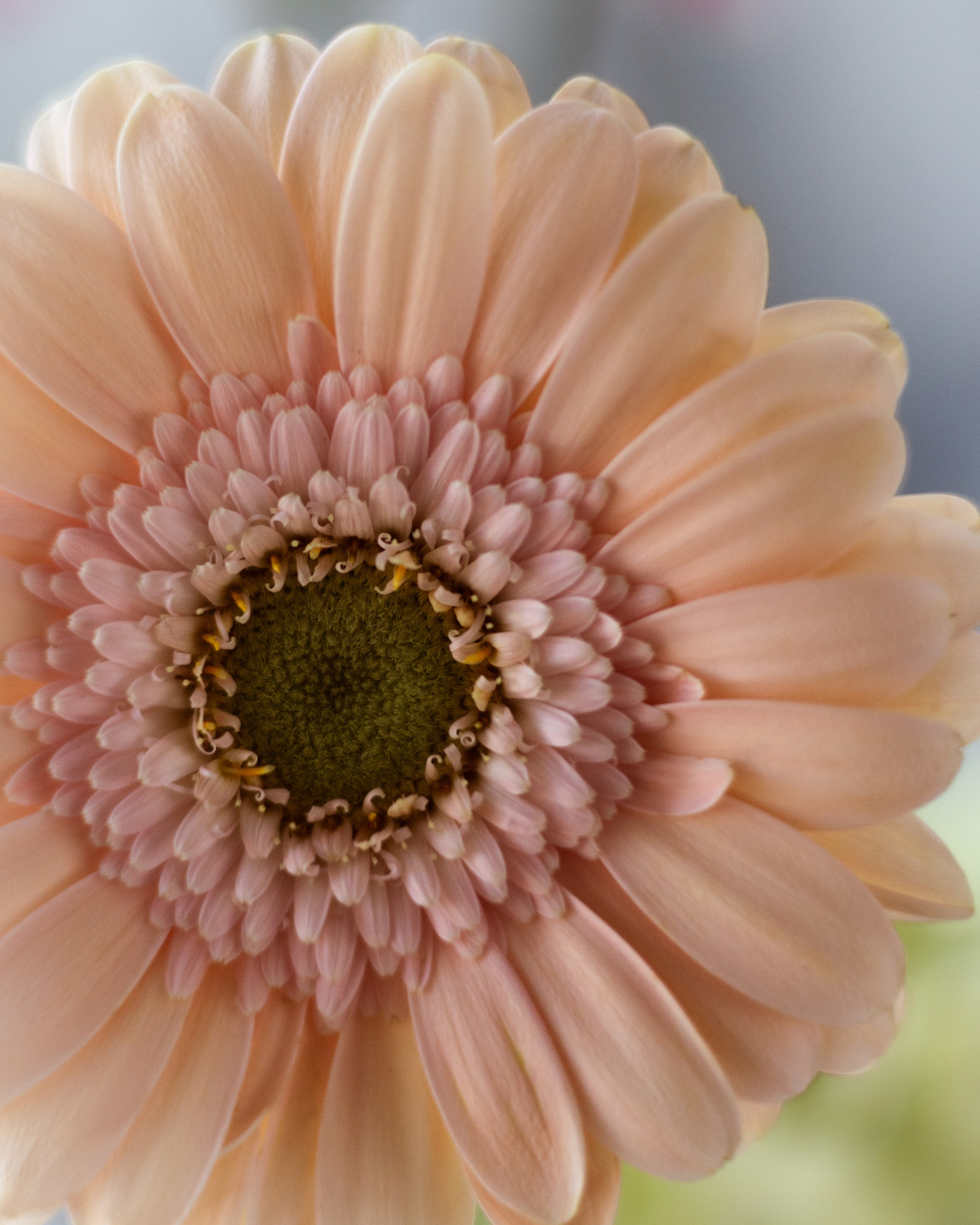 Александра Акжигитова I Фотограф Волгоград