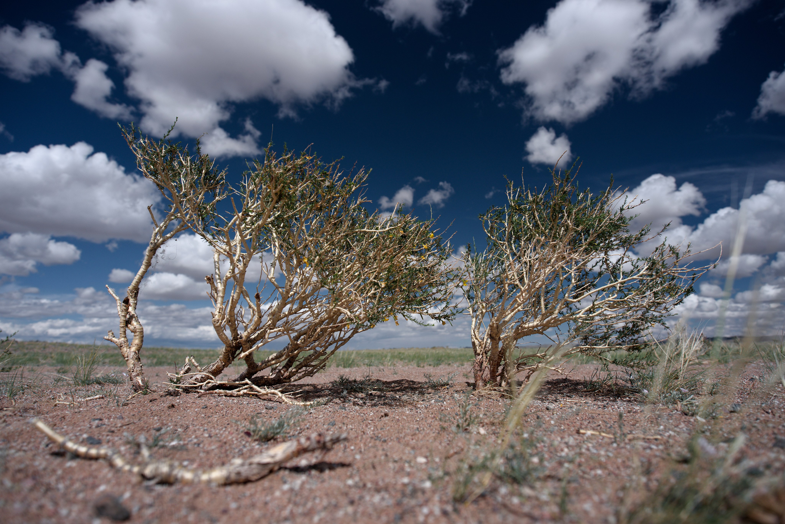 Экспедиция в Монголию (котловина больших озер). Семоха Валерий. Фотограф
