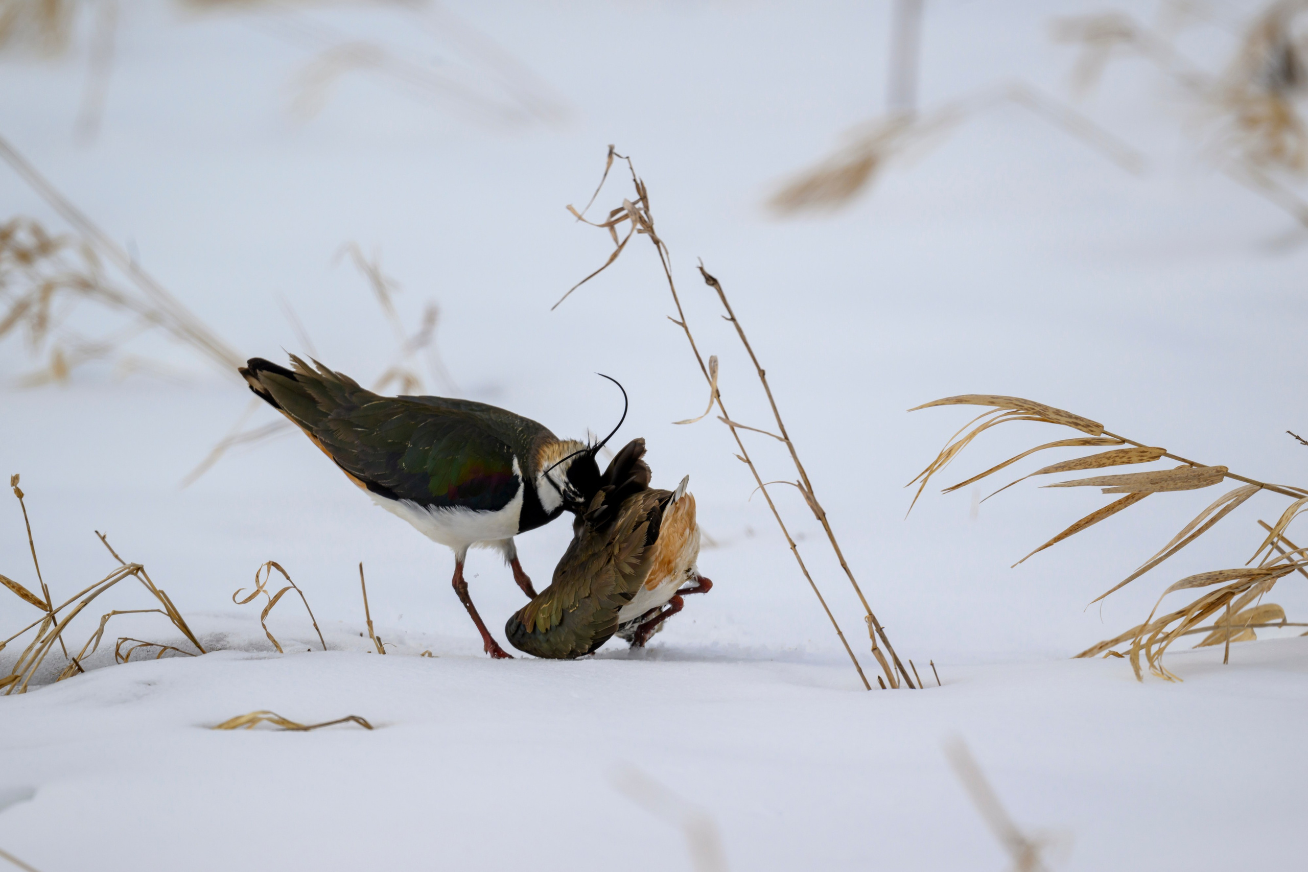 Сова, журавли и свадьба чибисов. Wildlife photography by Sergey Puponin