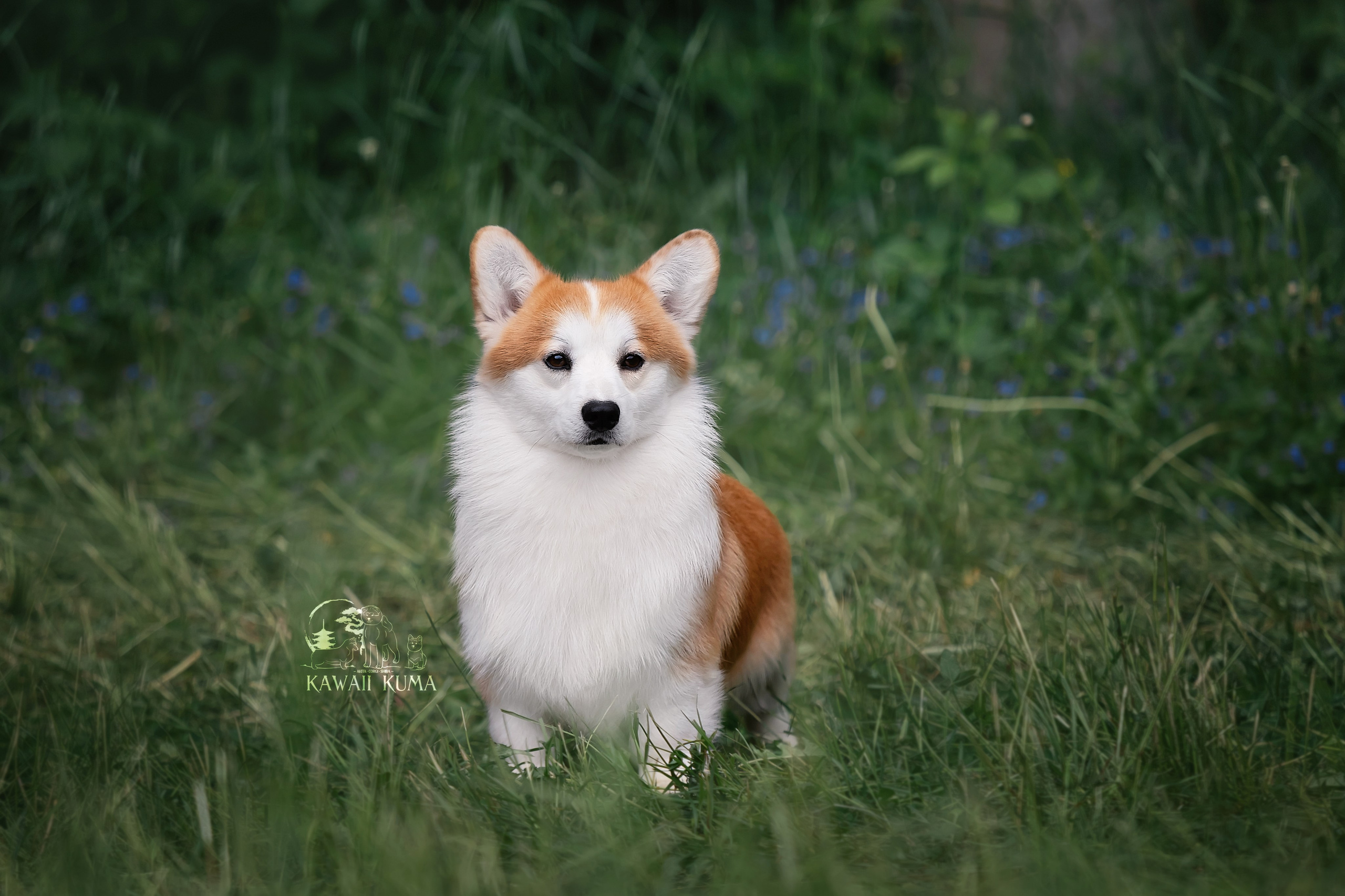 Kawaii Kuma питомник собак пород Корги пемброк, Акита ину, Сиба
