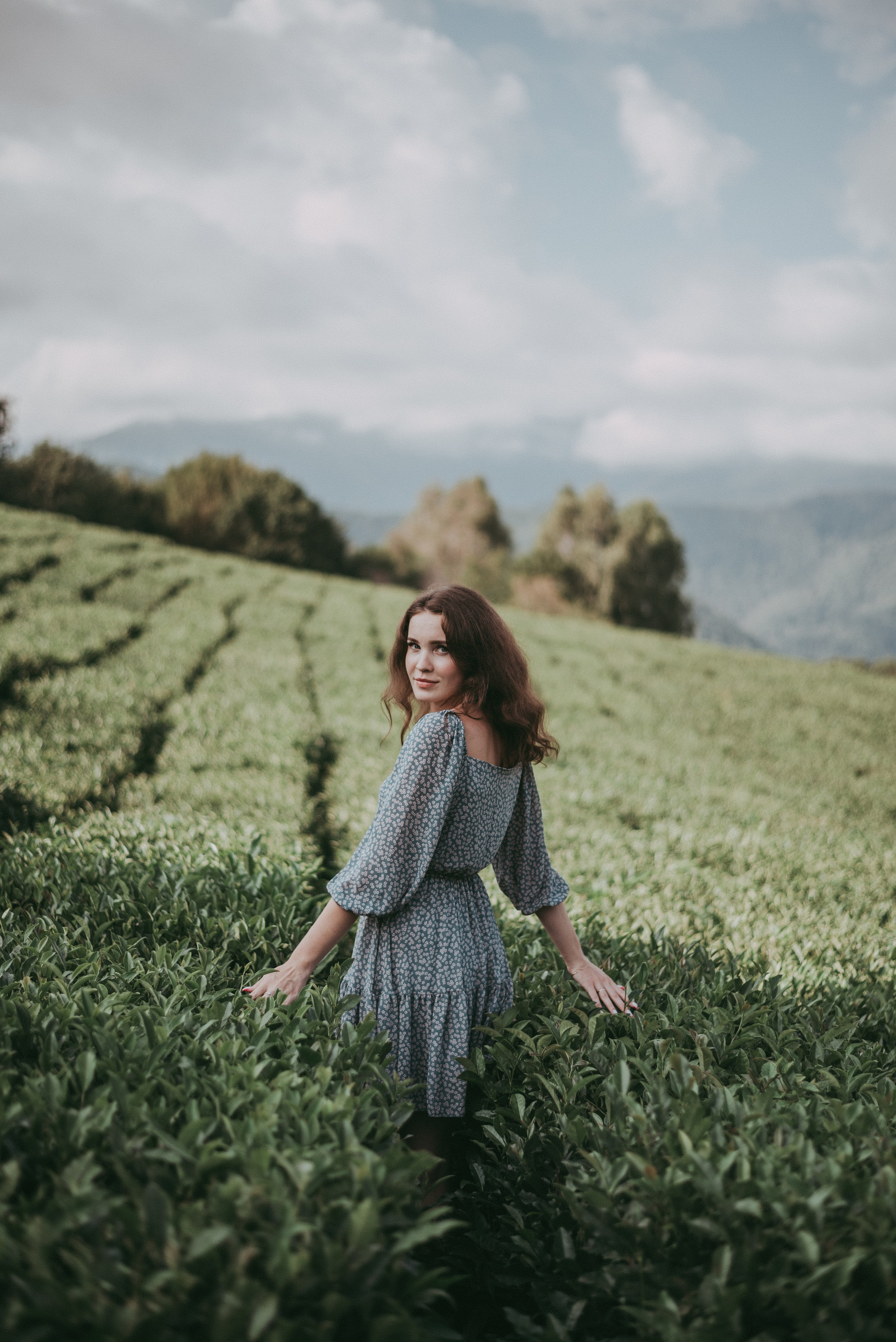 Чайные плантации Солох-аул. Фотограф в Сочи — Маргарита Поганова