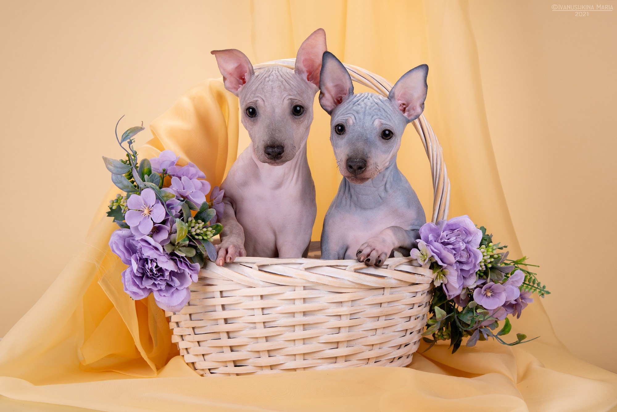 американский голый терьер