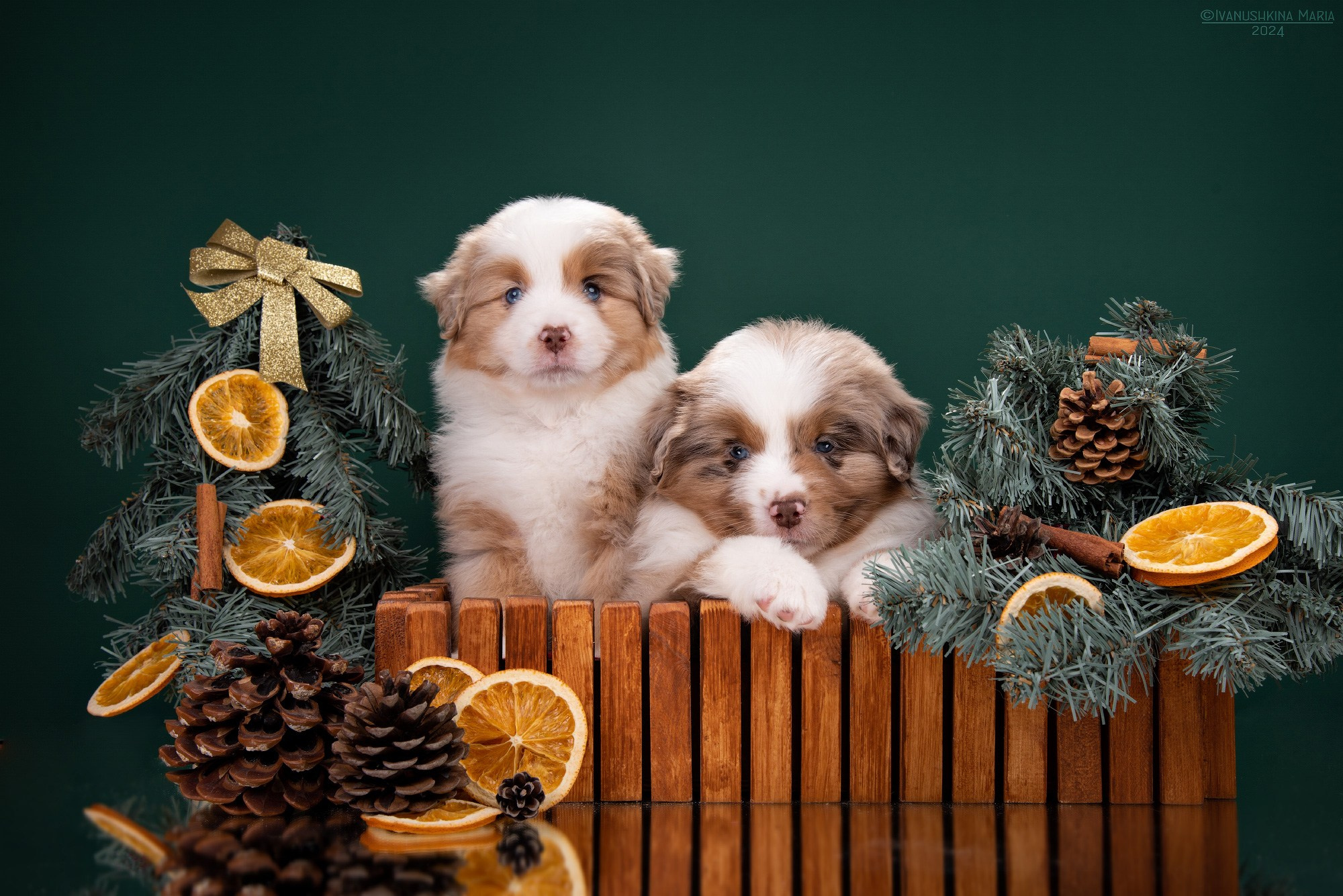 Фотосессия щенков на фонах. Фотограф собак в Москве и Московской области Иванушкина Мария