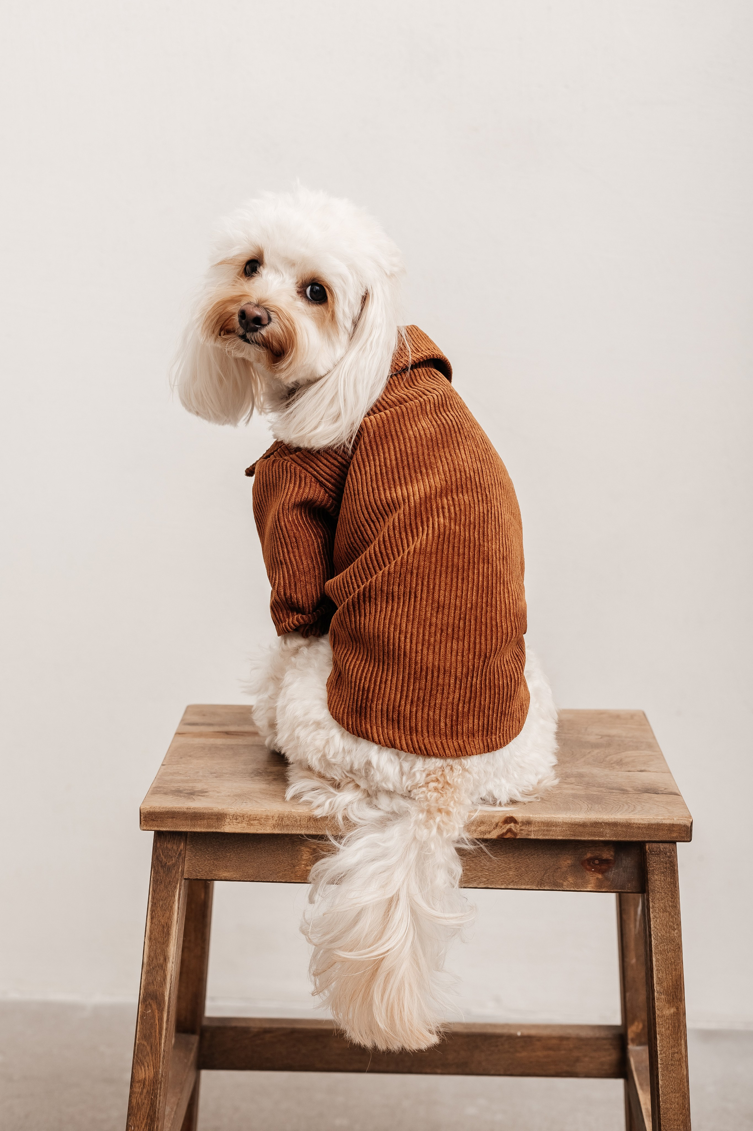 Портфолио animal. Фотограф — анималист Маргарита Хелбен Краснодар