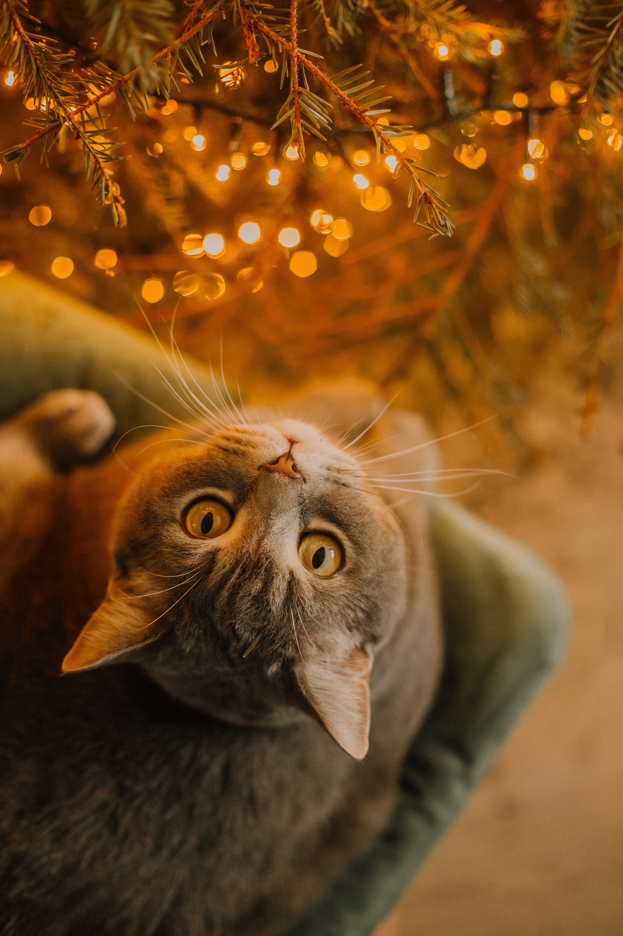 Портфолио animal. Фотограф — анималист Маргарита Хелбен Краснодар