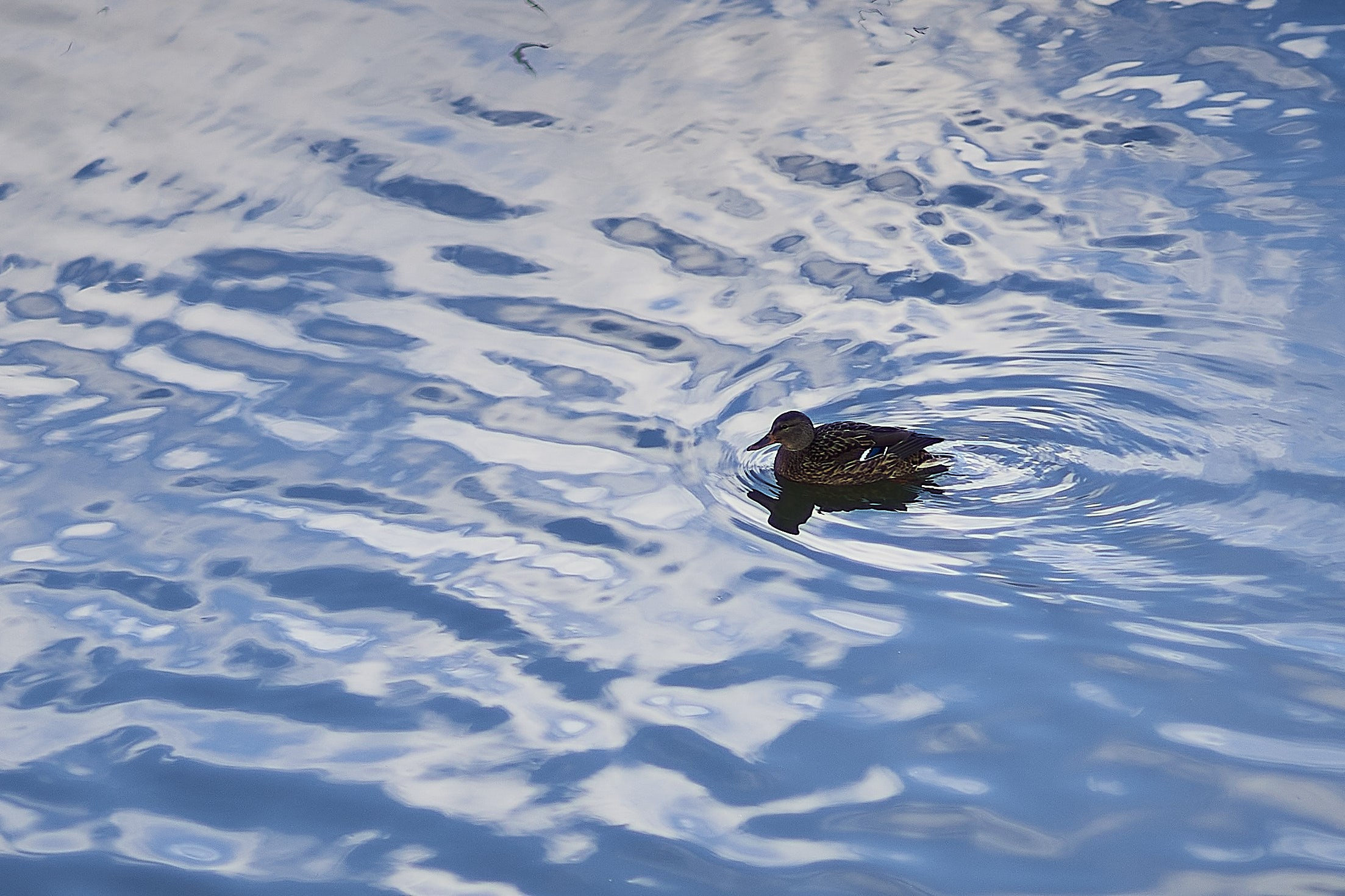 Утки, которые остаются зимовать на реке Яуза в Мытищах. Reportage event photographer in Moscow Alexander Gladkiy