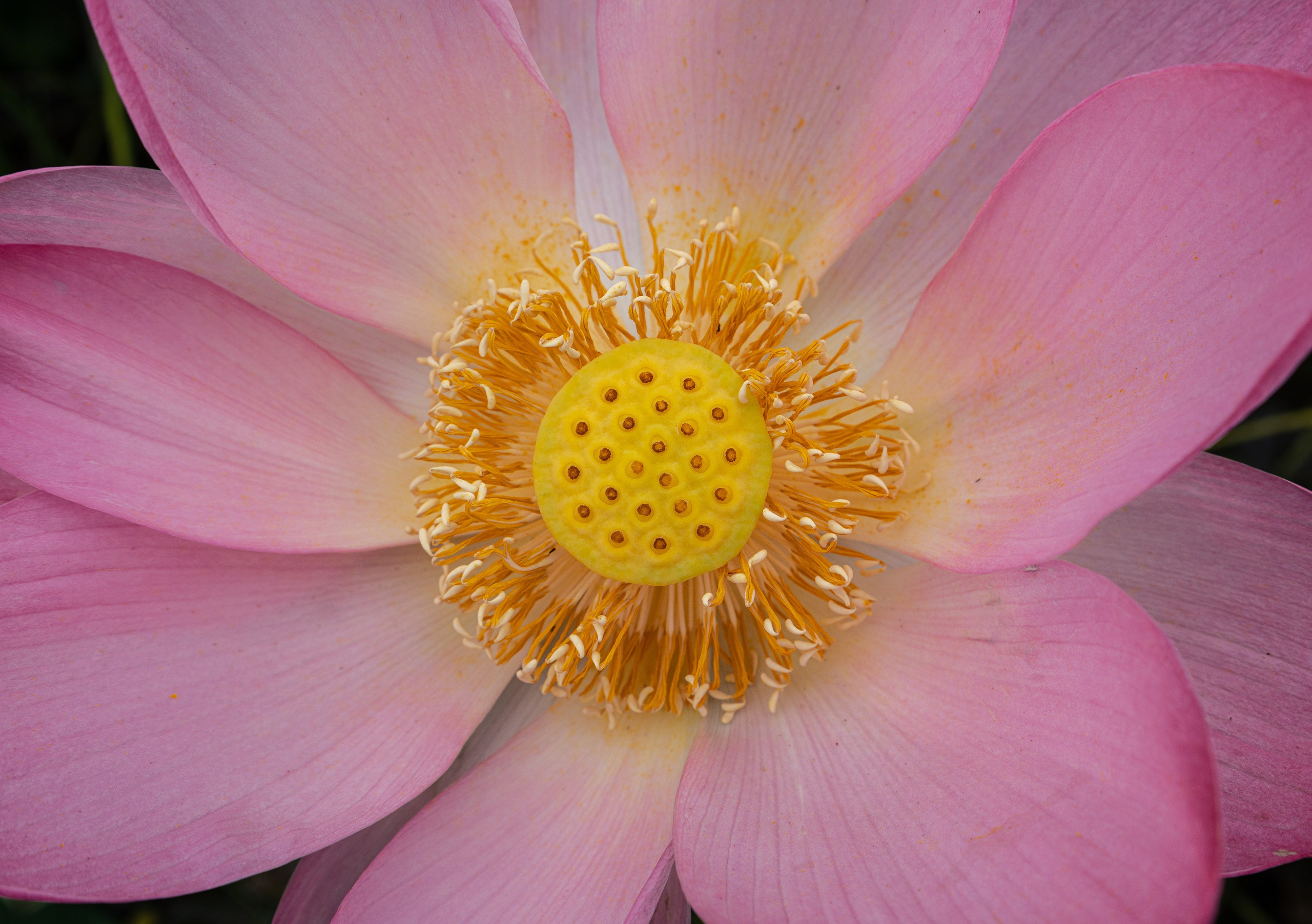 Барханы и лотосы. Июль–Август