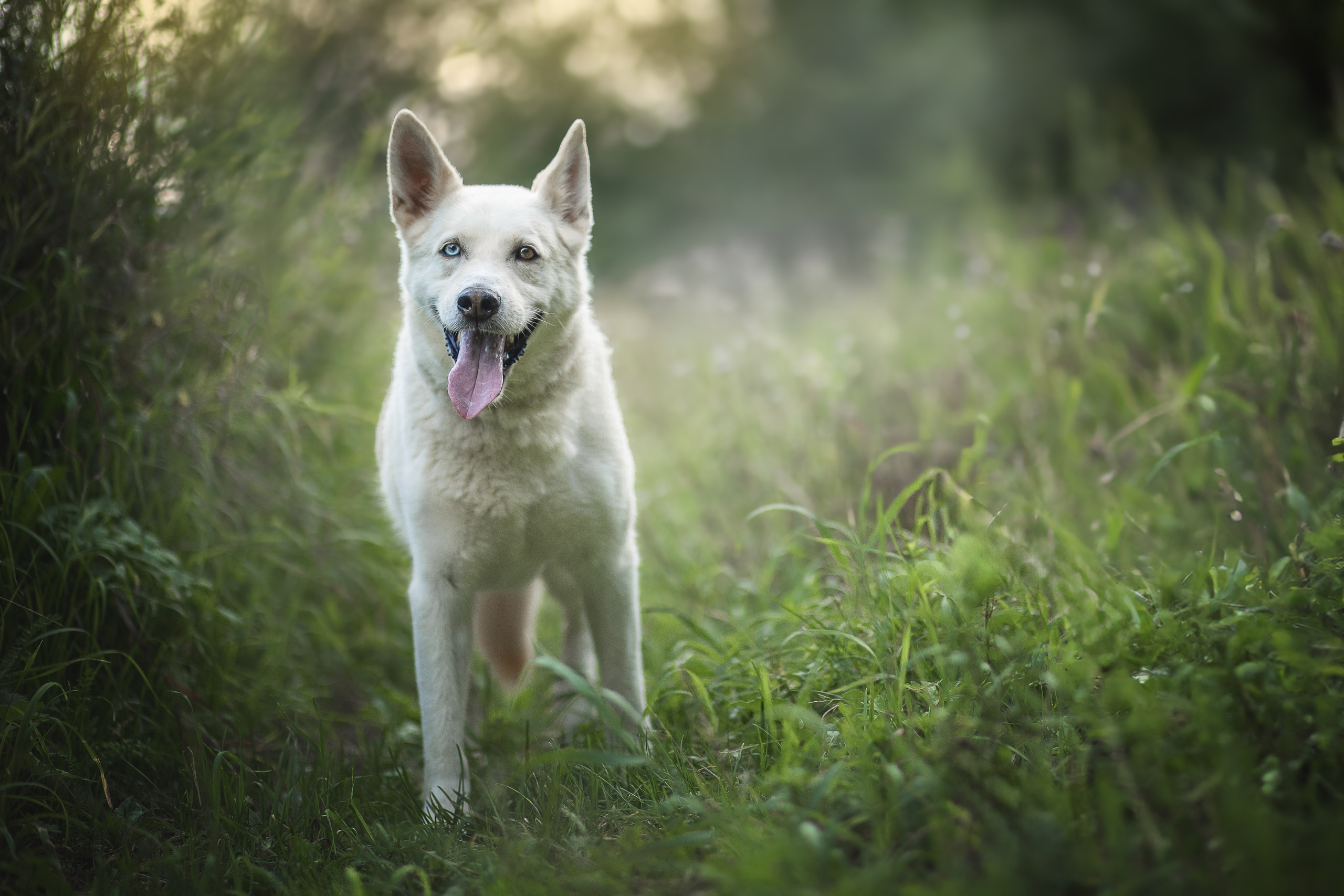 ИЩУТ ДОМ. Фотограф-анималист в Москве и Подмосковье