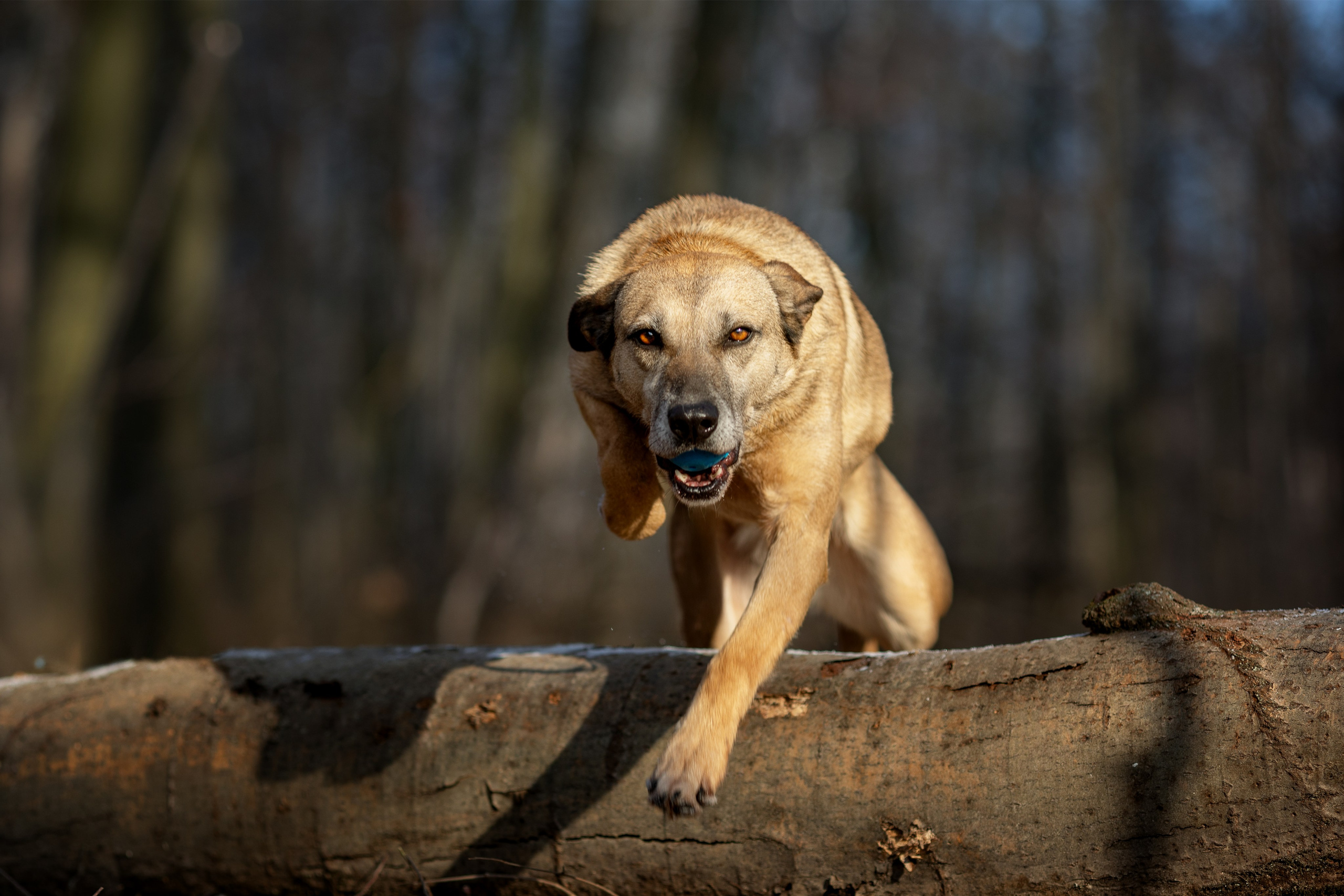 ИЩУТ ДОМ. Фотограф-анималист в Москве и Подмосковье