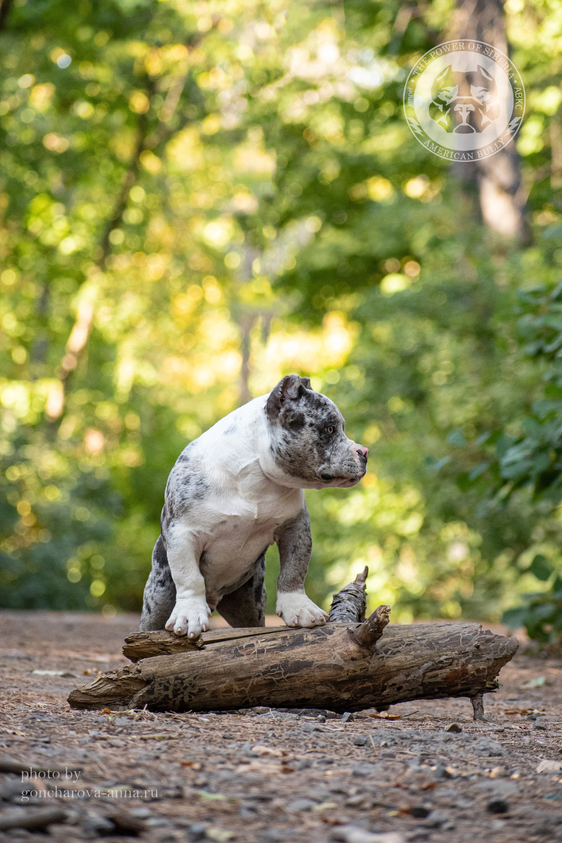 кобель на вязку Американский булли в Новороссийске
