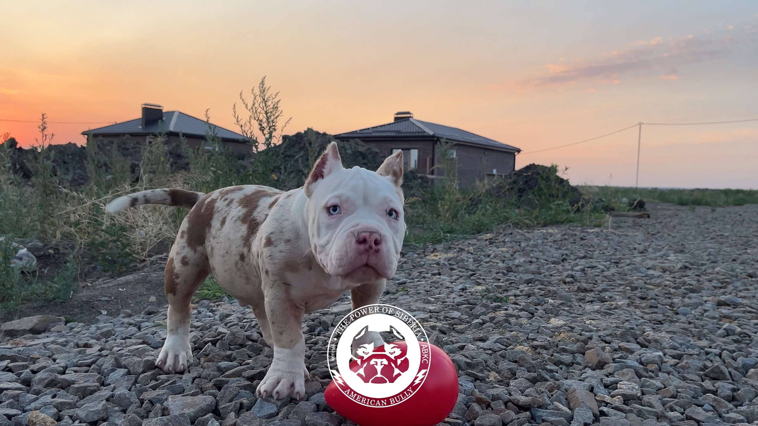 Помет Каспер и Асти. 13.04.25. Американский Булли в г. Ростов-на-Дону. Питомник THE POWER OF SIBERIA