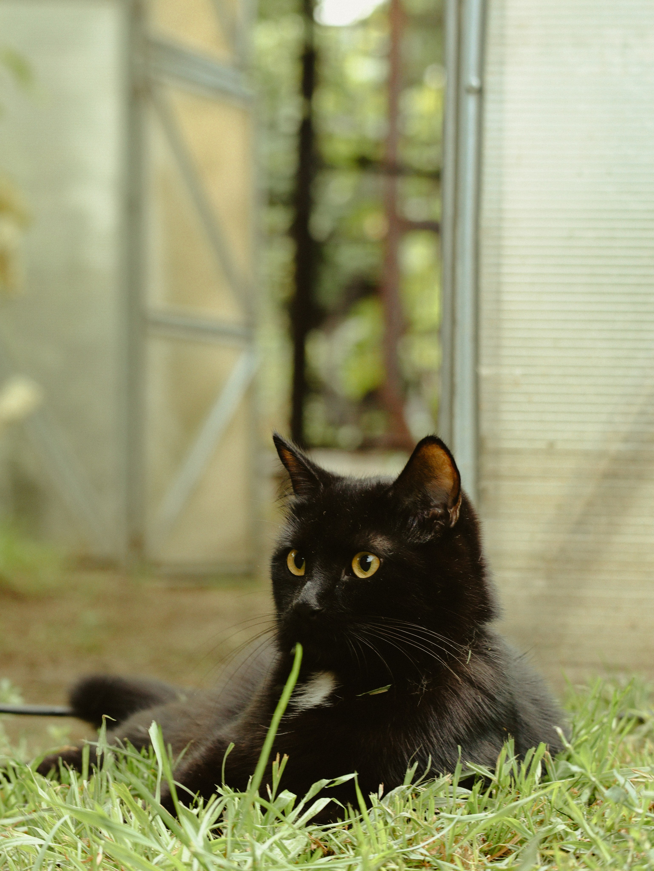 ПИТОМЦЫ. ИНФО. Кинематографичный фотограф, видеограф Лина Плешакова, Санкт-Петербург