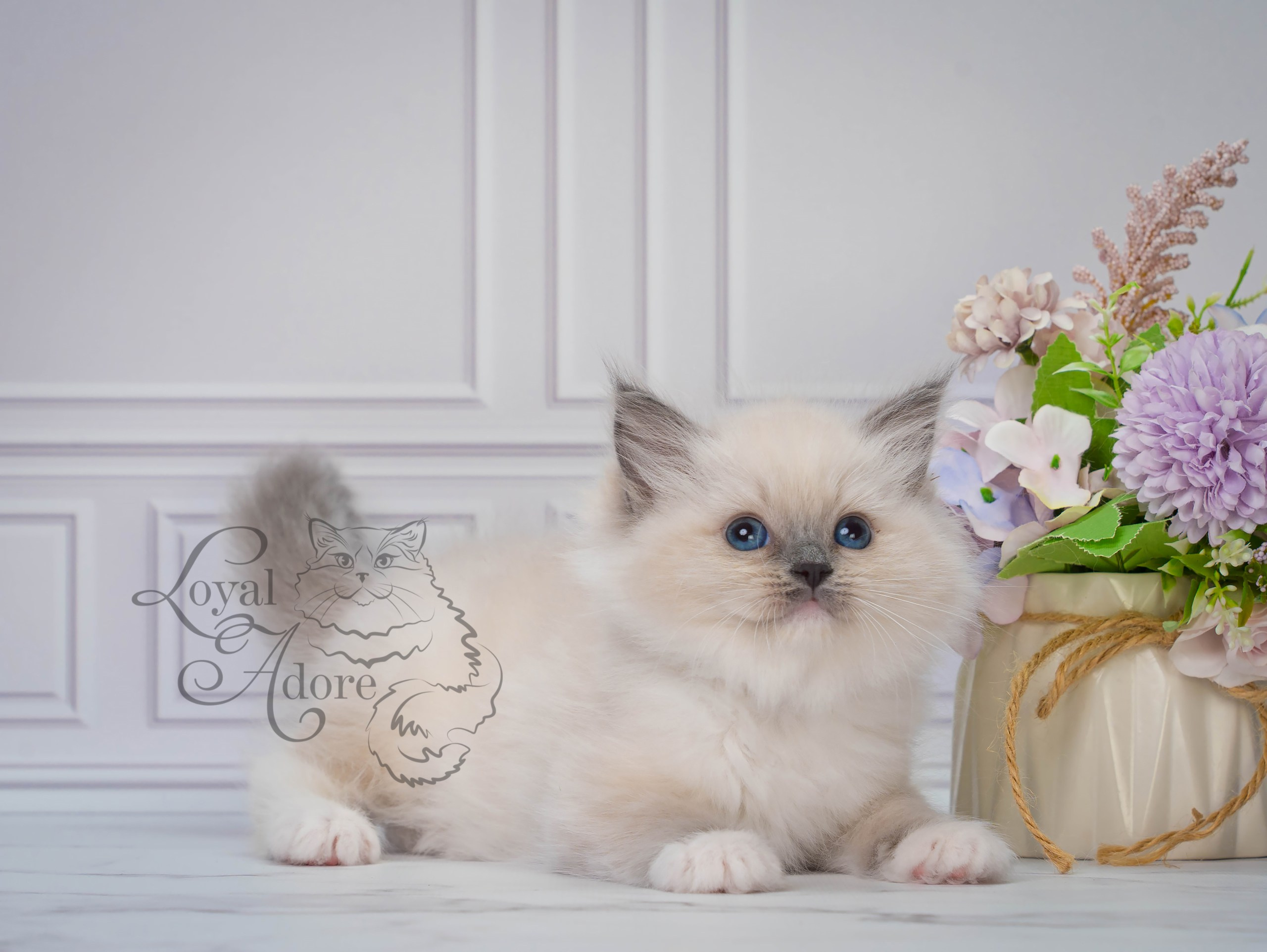 Все свободные котята. Питомник рэгдолл Loyal Adore