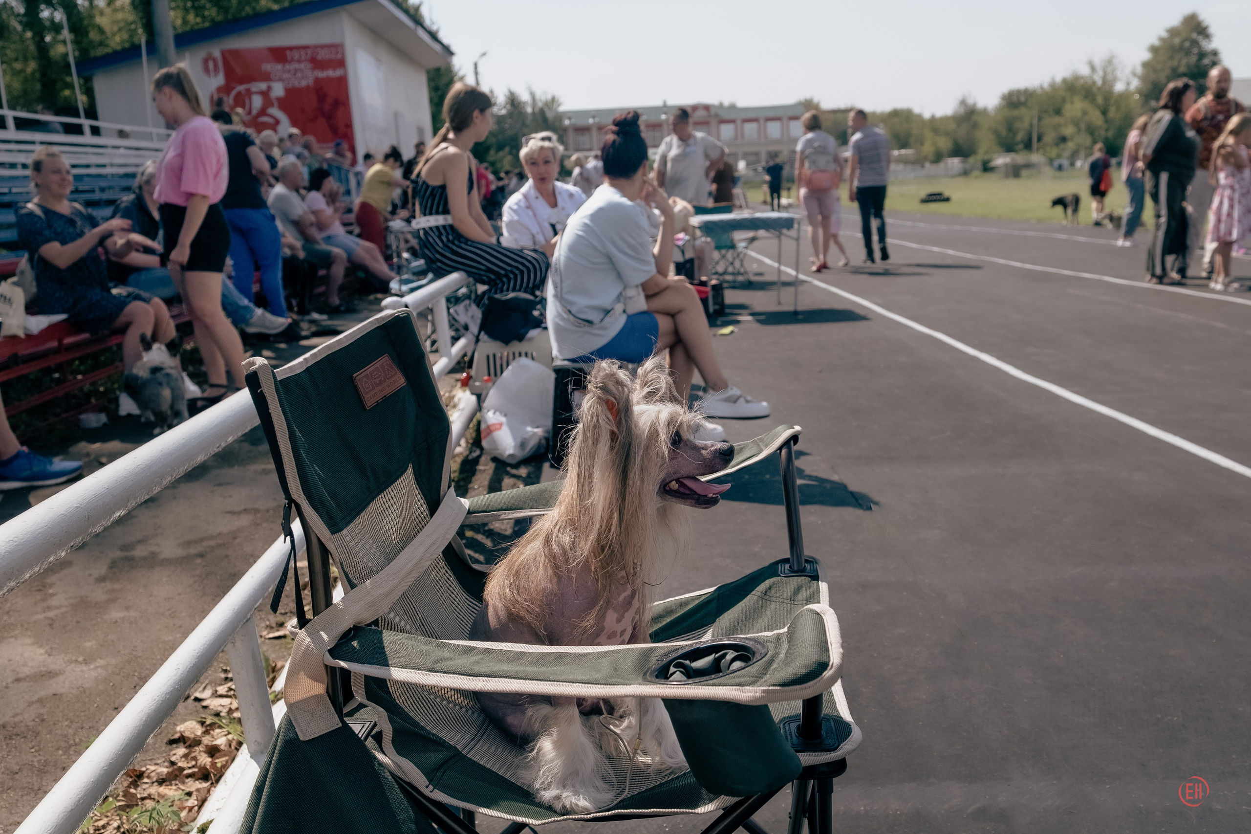 20.08.2023 Тула. Выставка собак