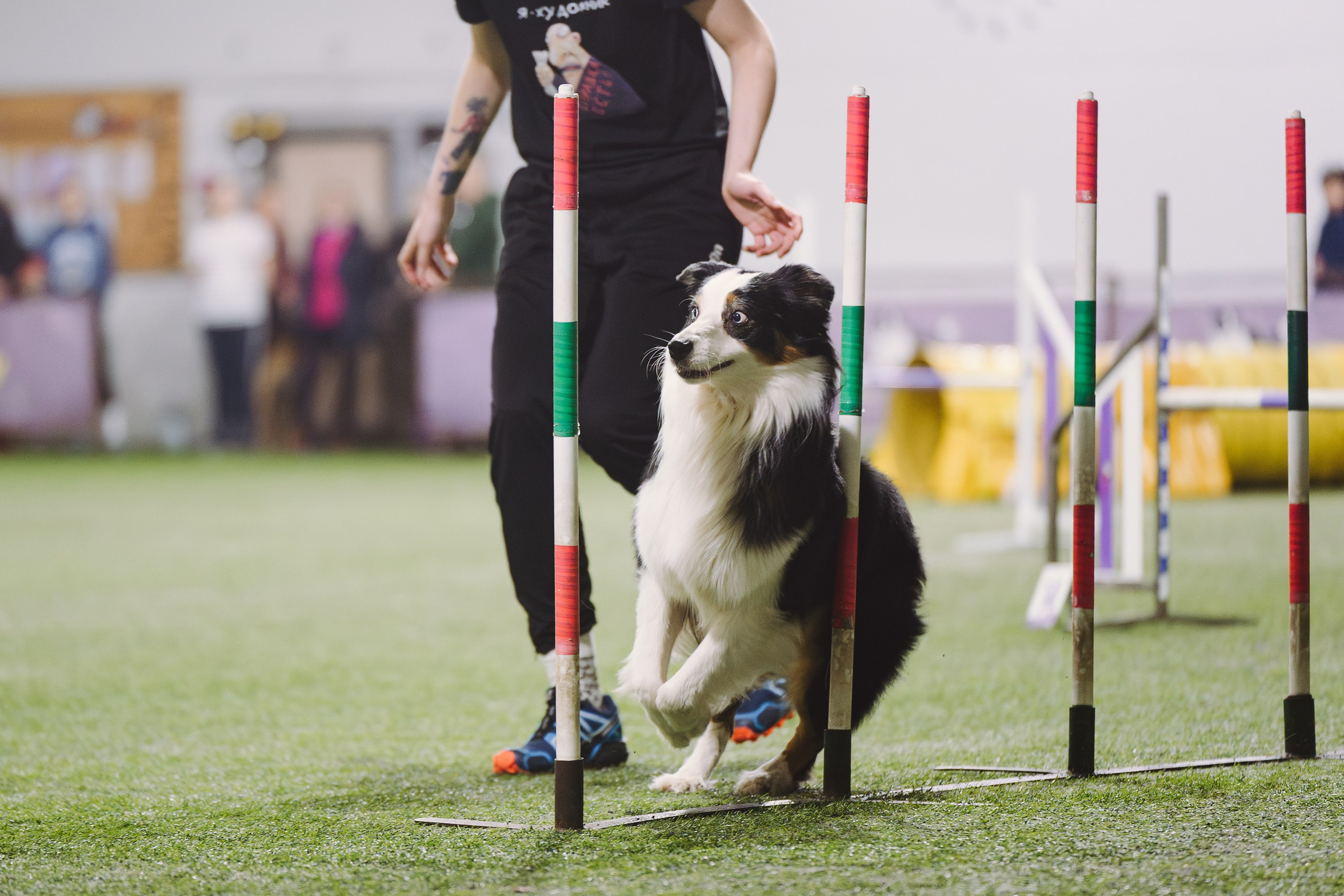 Гелий. BLGKV питомник собак