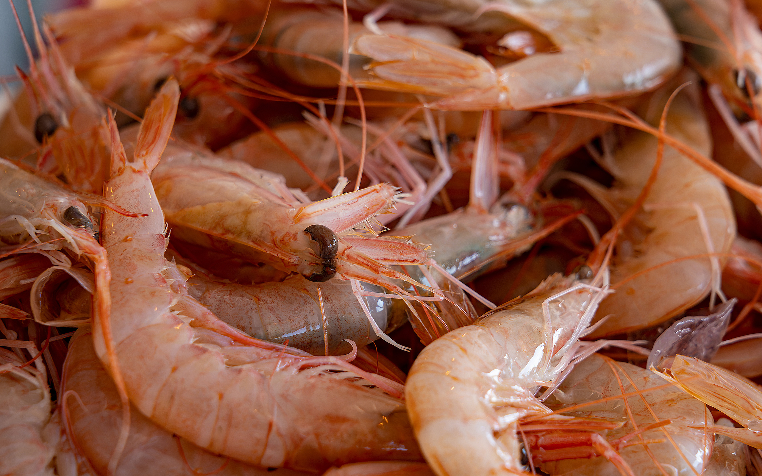 Platos y Creación Culinaria. Food fotógrafo y videógrafo Rost Kutuzov