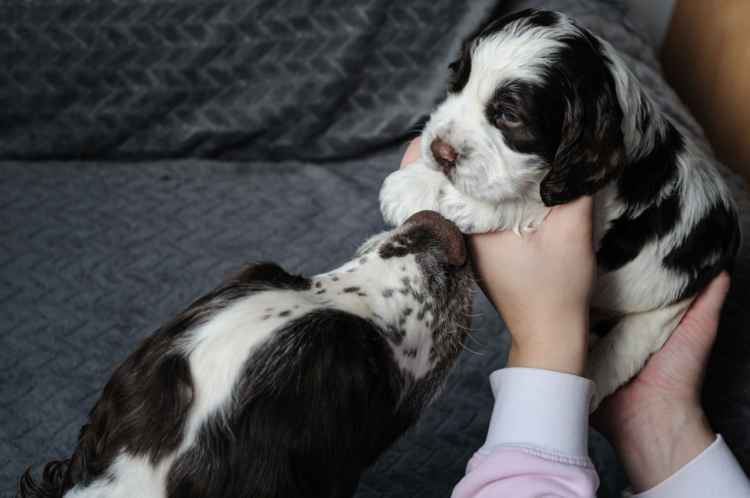 Щеночки Вестмурчики. Мотофотограф в Нижнем Новгороде Динара Зуйкова