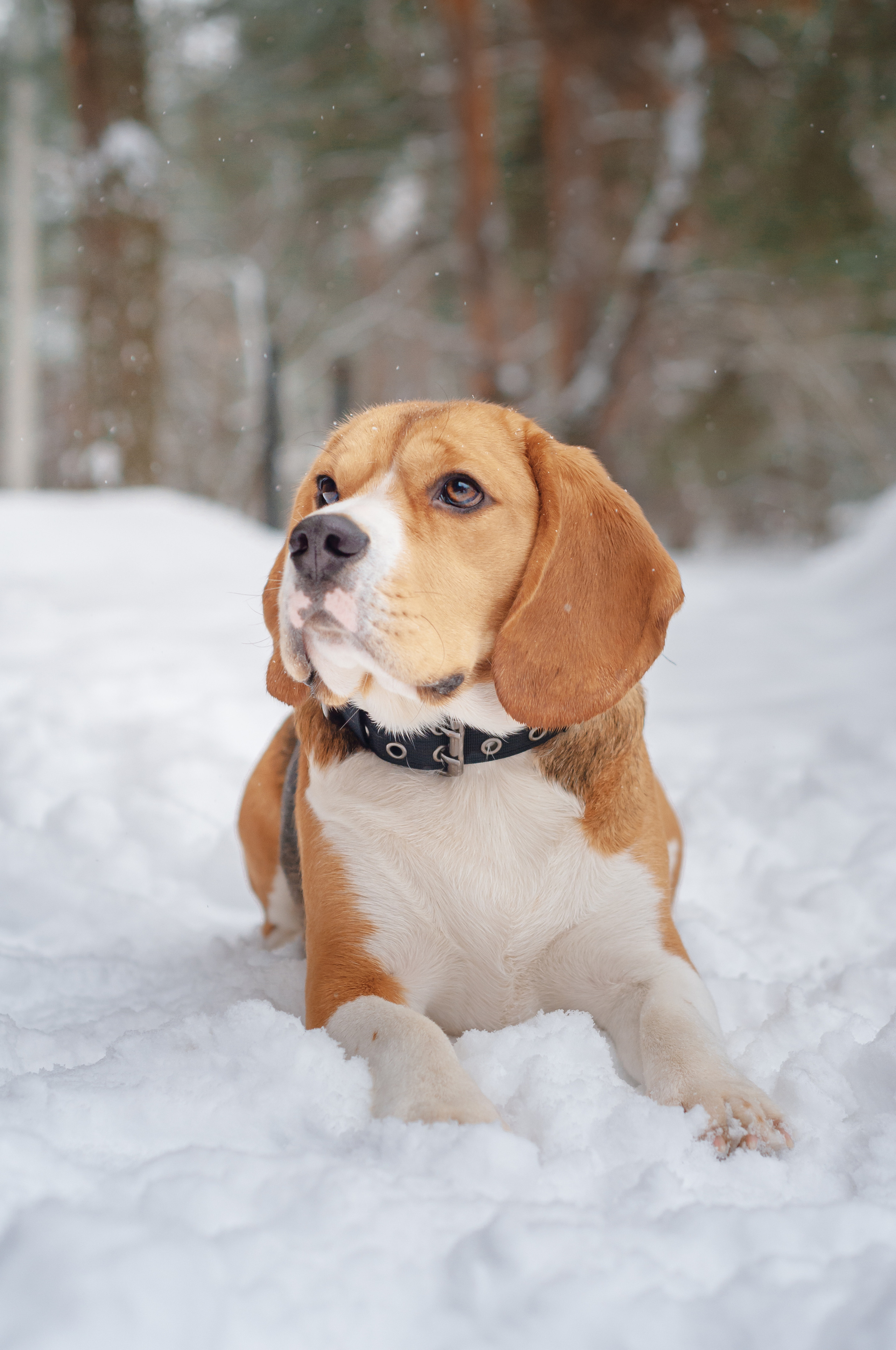 Бигль Лил. Мотофотограф в Нижнем Новгороде Динара Зуйкова