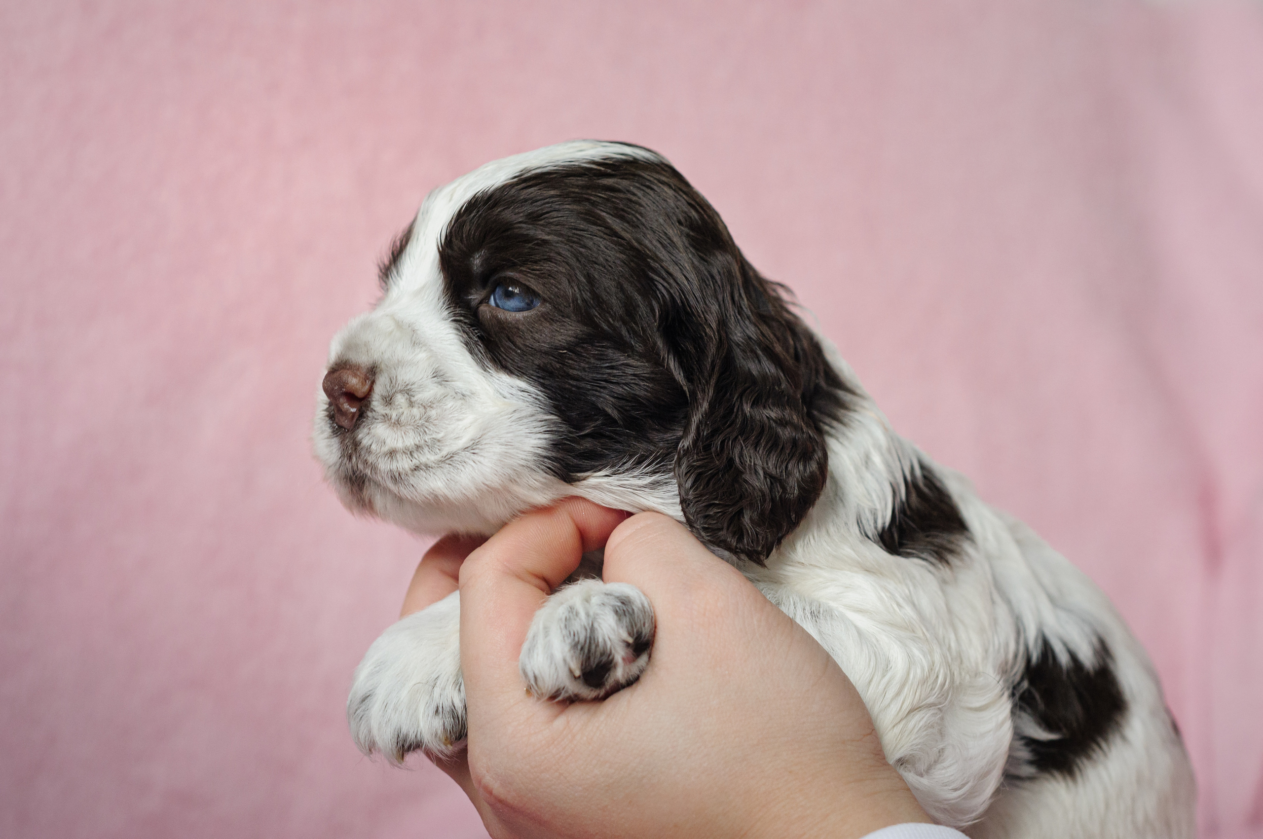 Щеночки Вестмурчики. Мотофотограф в Нижнем Новгороде Динара Зуйкова