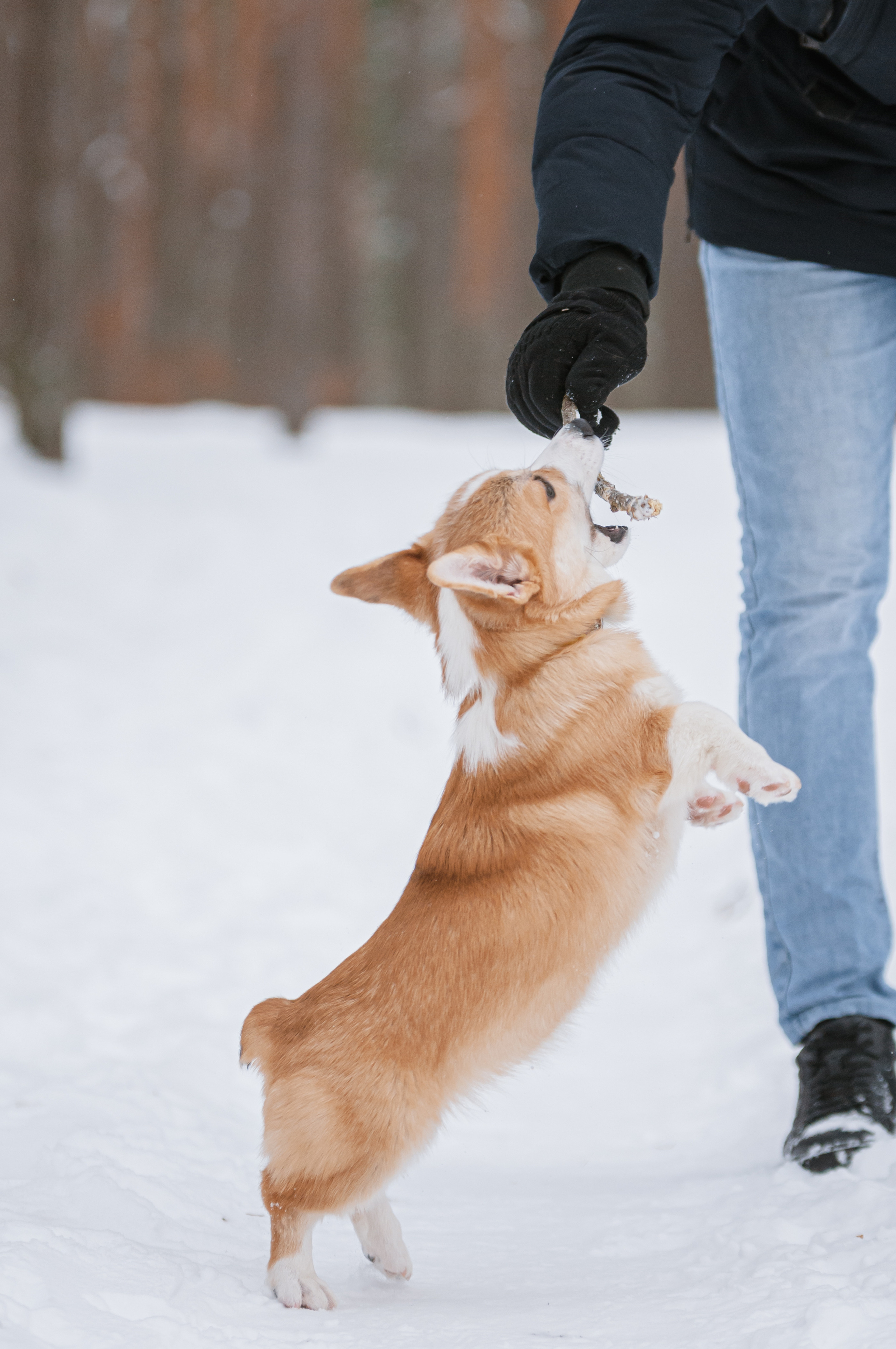 Малыш корги Саймон. Мотофотограф в Нижнем Новгороде Динара Зуйкова