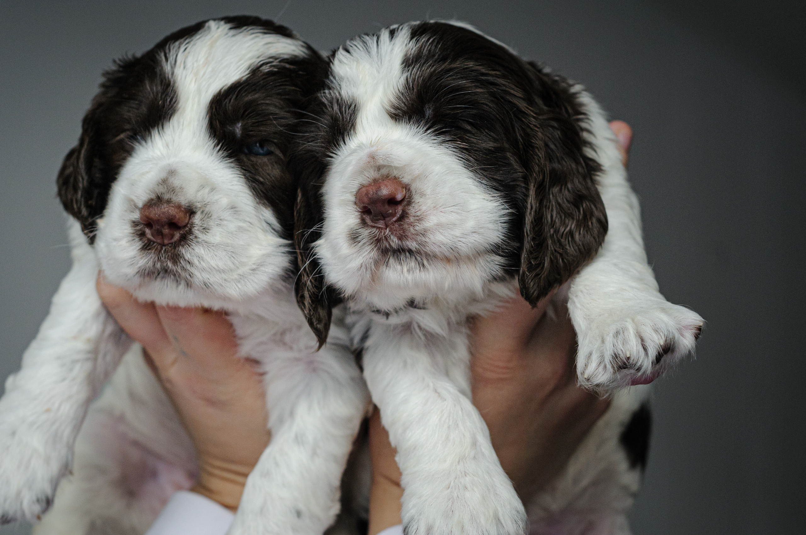 Щеночки Вестмурчики. Мотофотограф в Нижнем Новгороде Динара Зуйкова