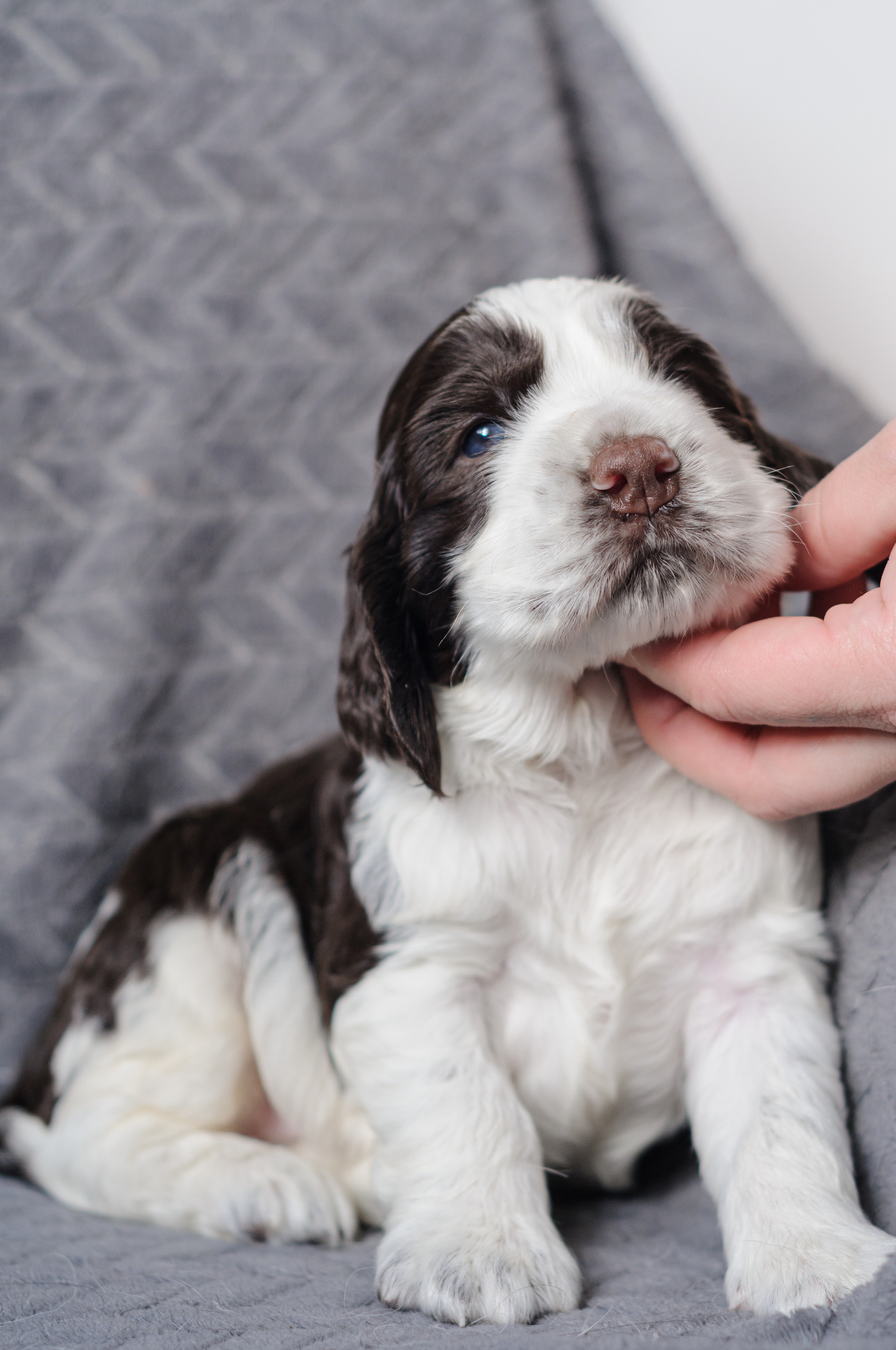 Щеночки Вестмурчики. Мотофотограф в Нижнем Новгороде Динара Зуйкова