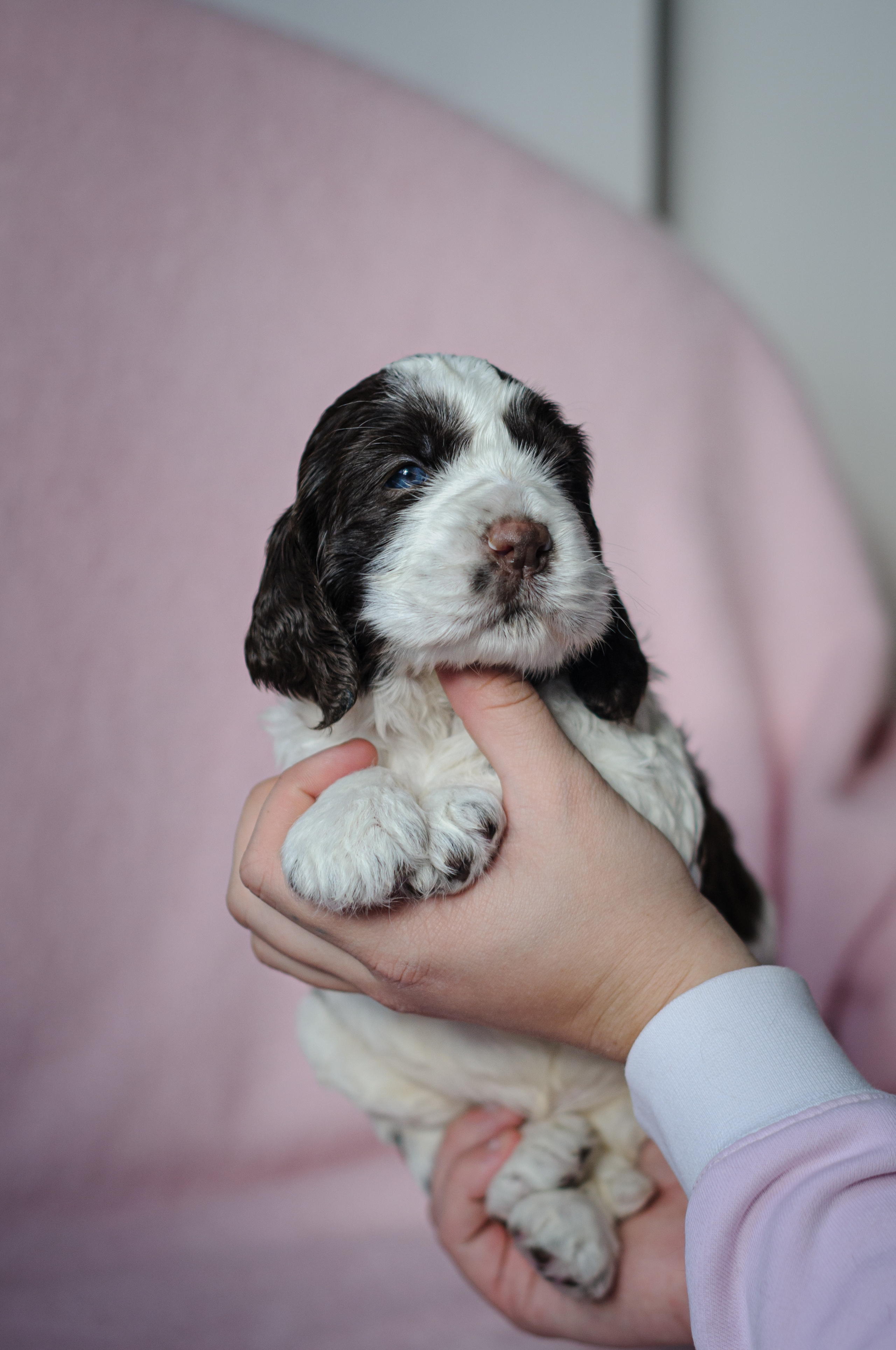 Щеночки Вестмурчики. Мотофотограф в Нижнем Новгороде Динара Зуйкова