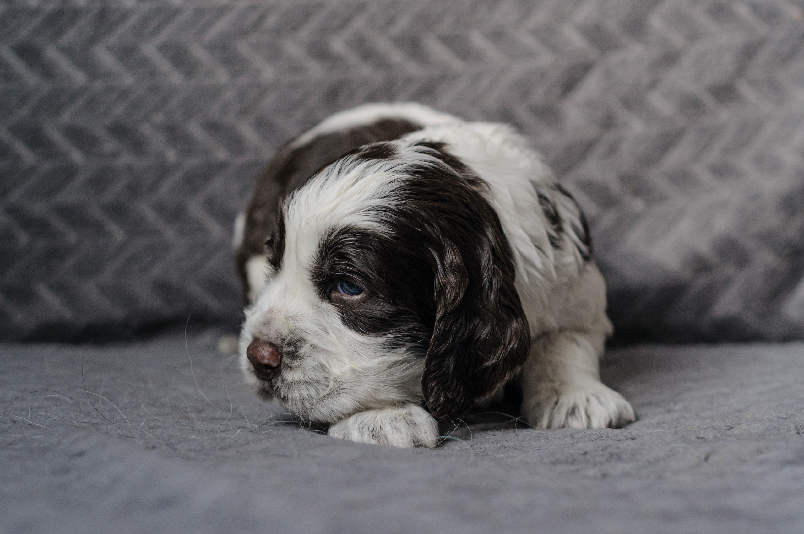 Щеночки Вестмурчики. Мотофотограф в Нижнем Новгороде Динара Зуйкова