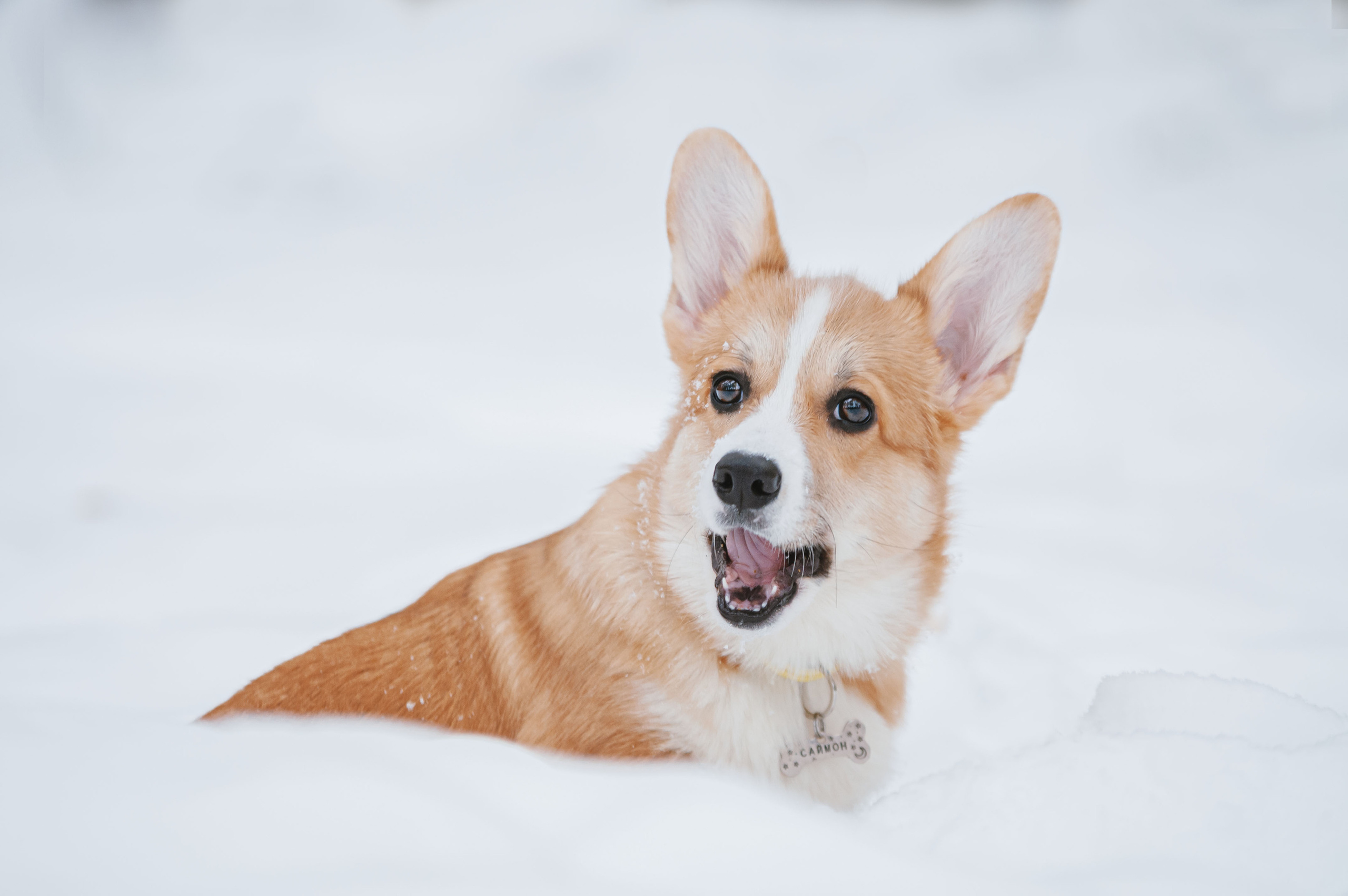 Малыш корги Саймон. Мотофотограф в Нижнем Новгороде Динара Зуйкова
