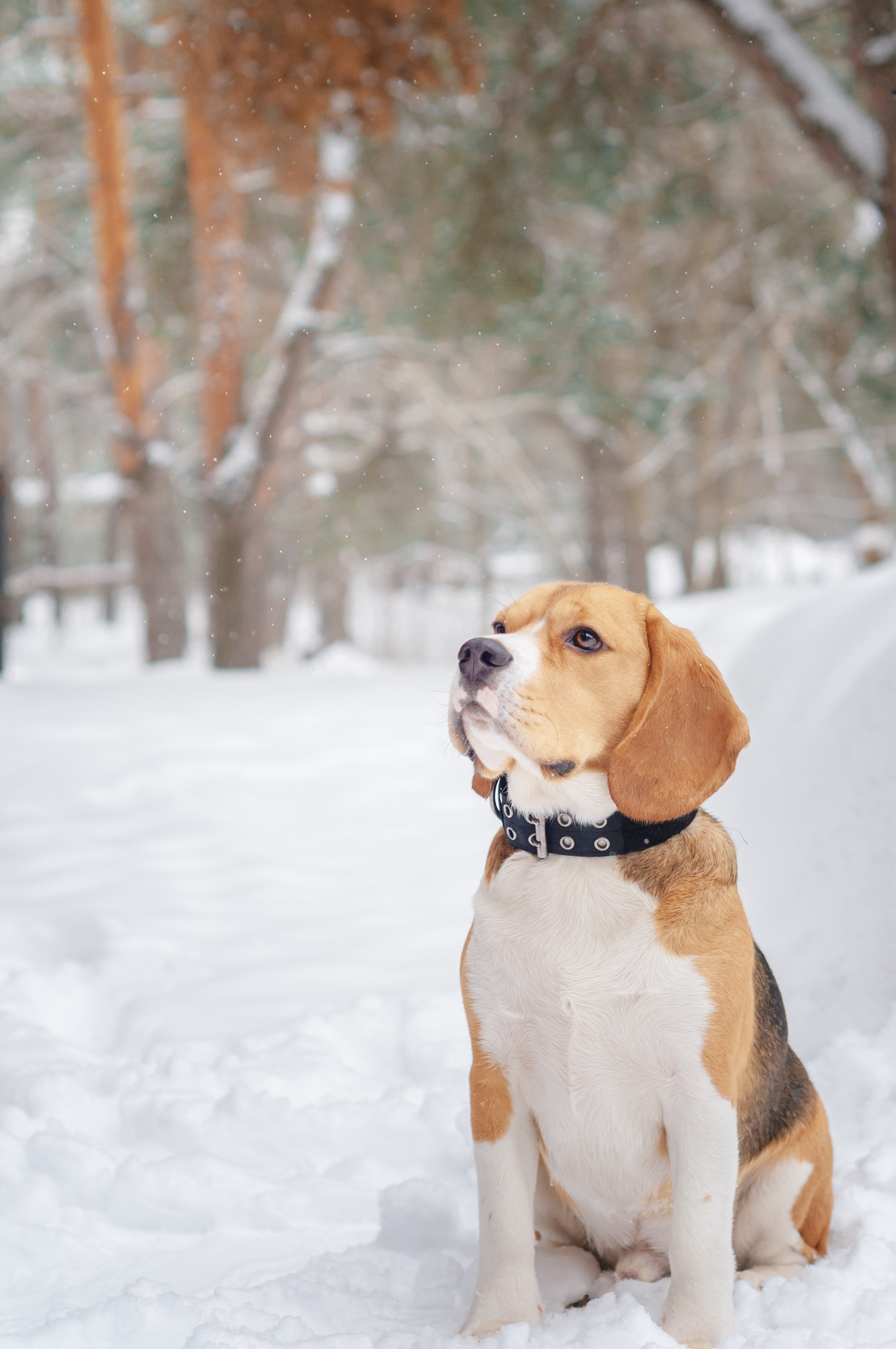 Бигль Лил. Мотофотограф в Нижнем Новгороде Динара Зуйкова