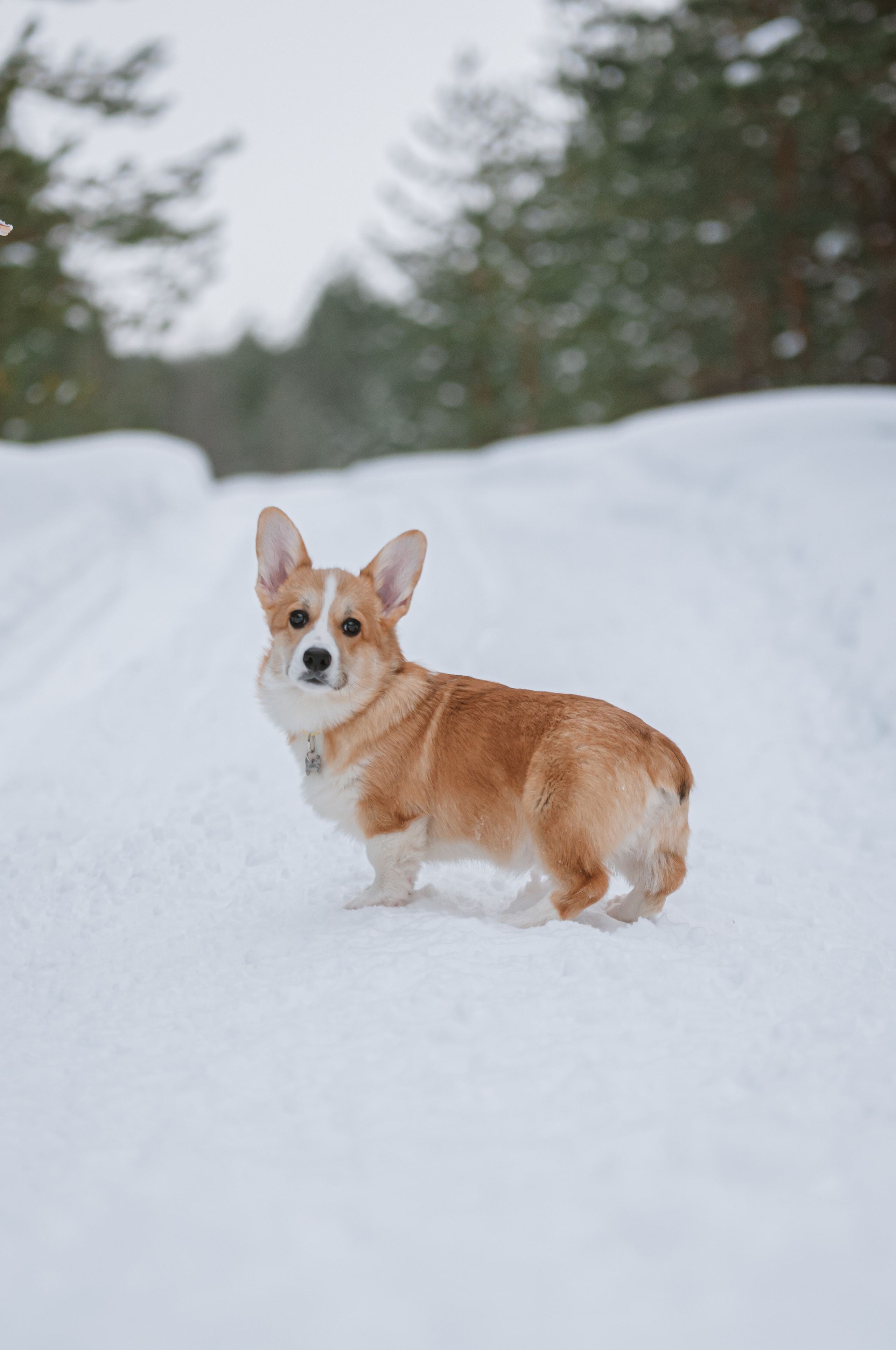 Малыш корги Саймон. Мотофотограф в Нижнем Новгороде Динара Зуйкова