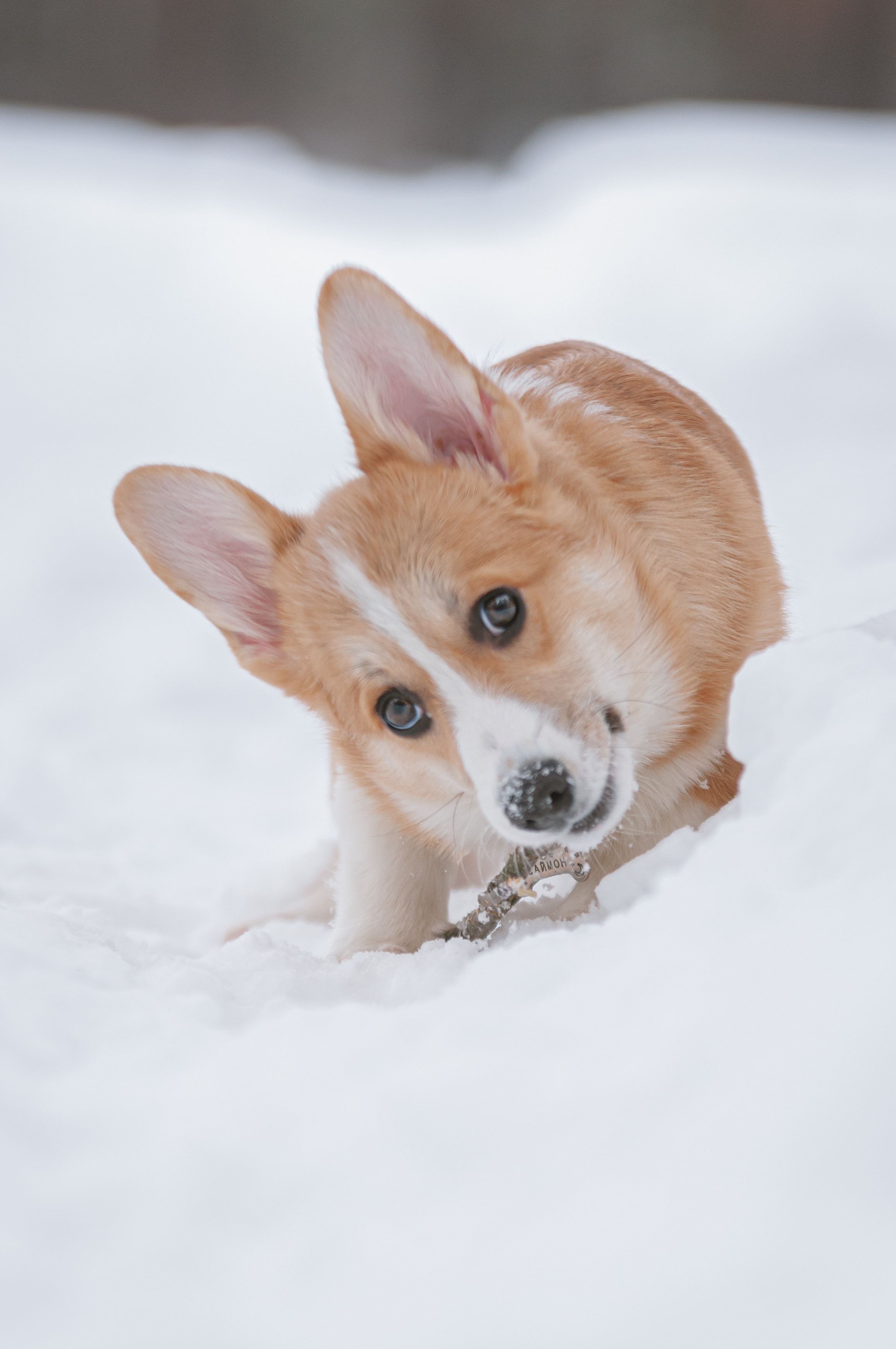 Малыш корги Саймон. Мотофотограф в Нижнем Новгороде Динара Зуйкова