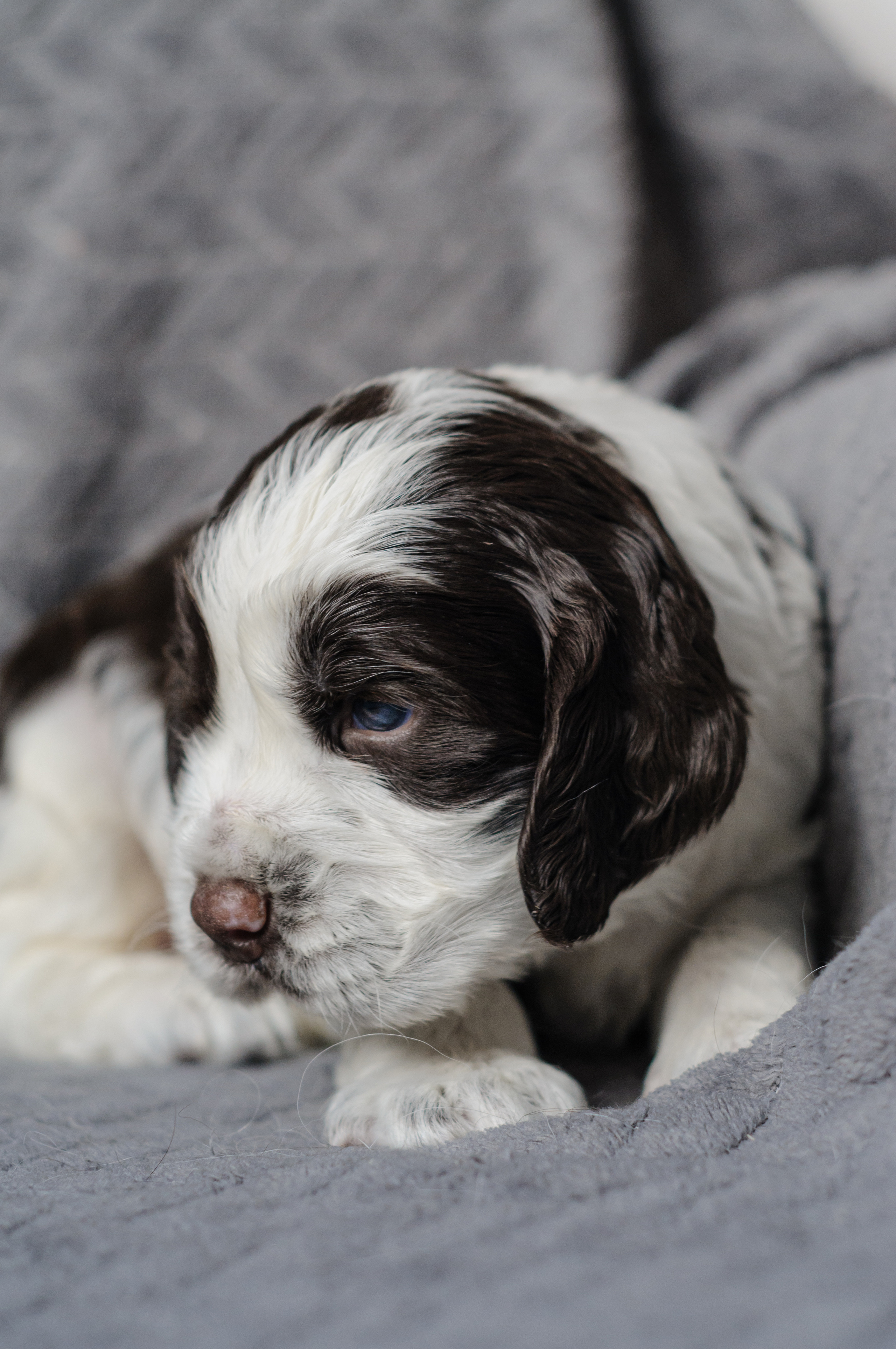 Щеночки Вестмурчики. Мотофотограф в Нижнем Новгороде Динара Зуйкова