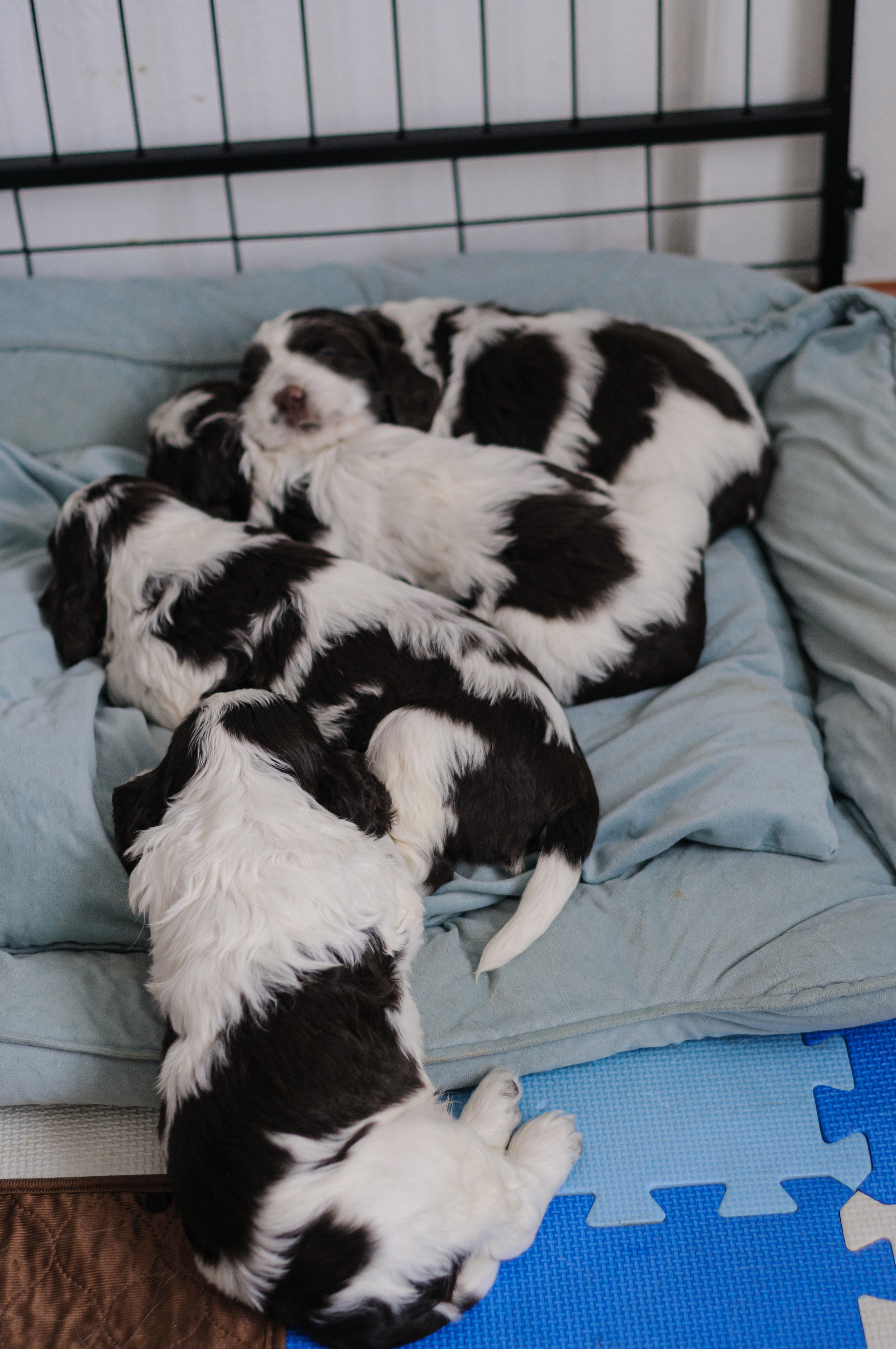 Щеночки Вестмурчики. Мотофотограф в Нижнем Новгороде Динара Зуйкова