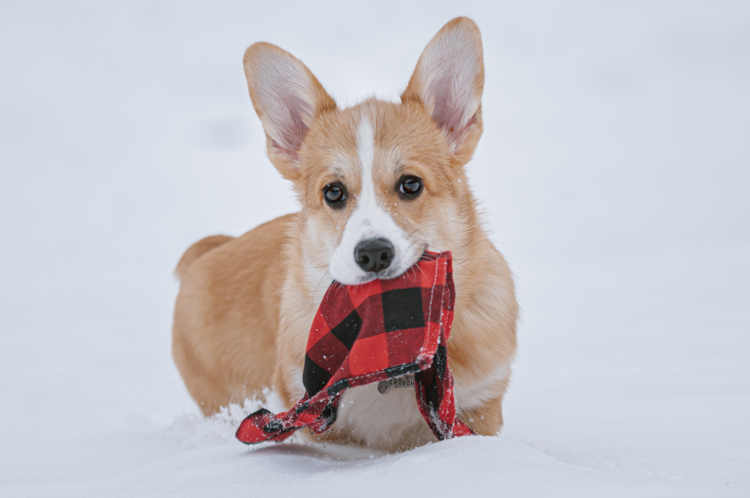 Малыш корги Саймон. Мотофотограф в Нижнем Новгороде Динара Зуйкова