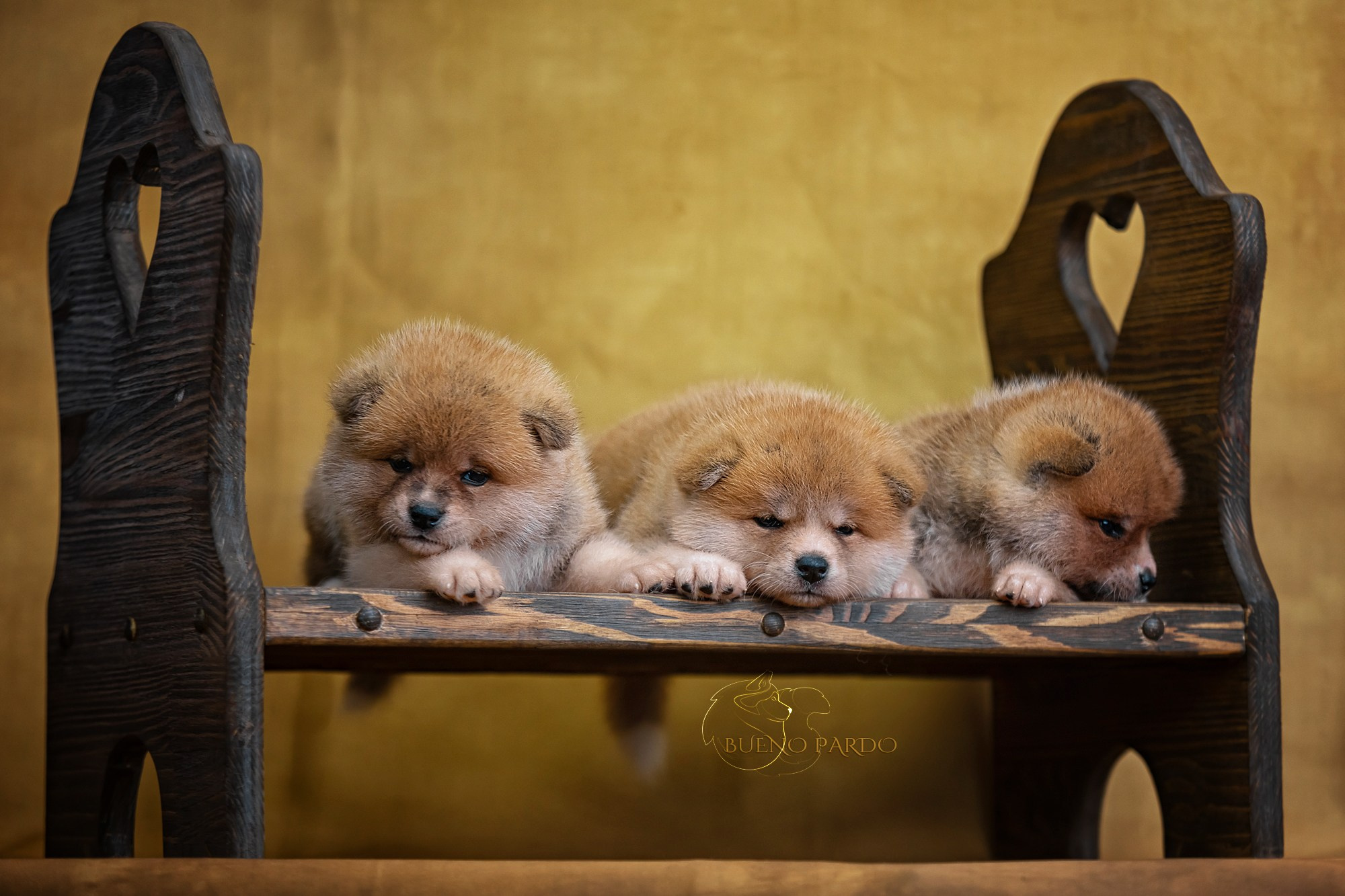 Щенки японской акита ину из питомника. Питомник собак Акита, Хаски, Корги