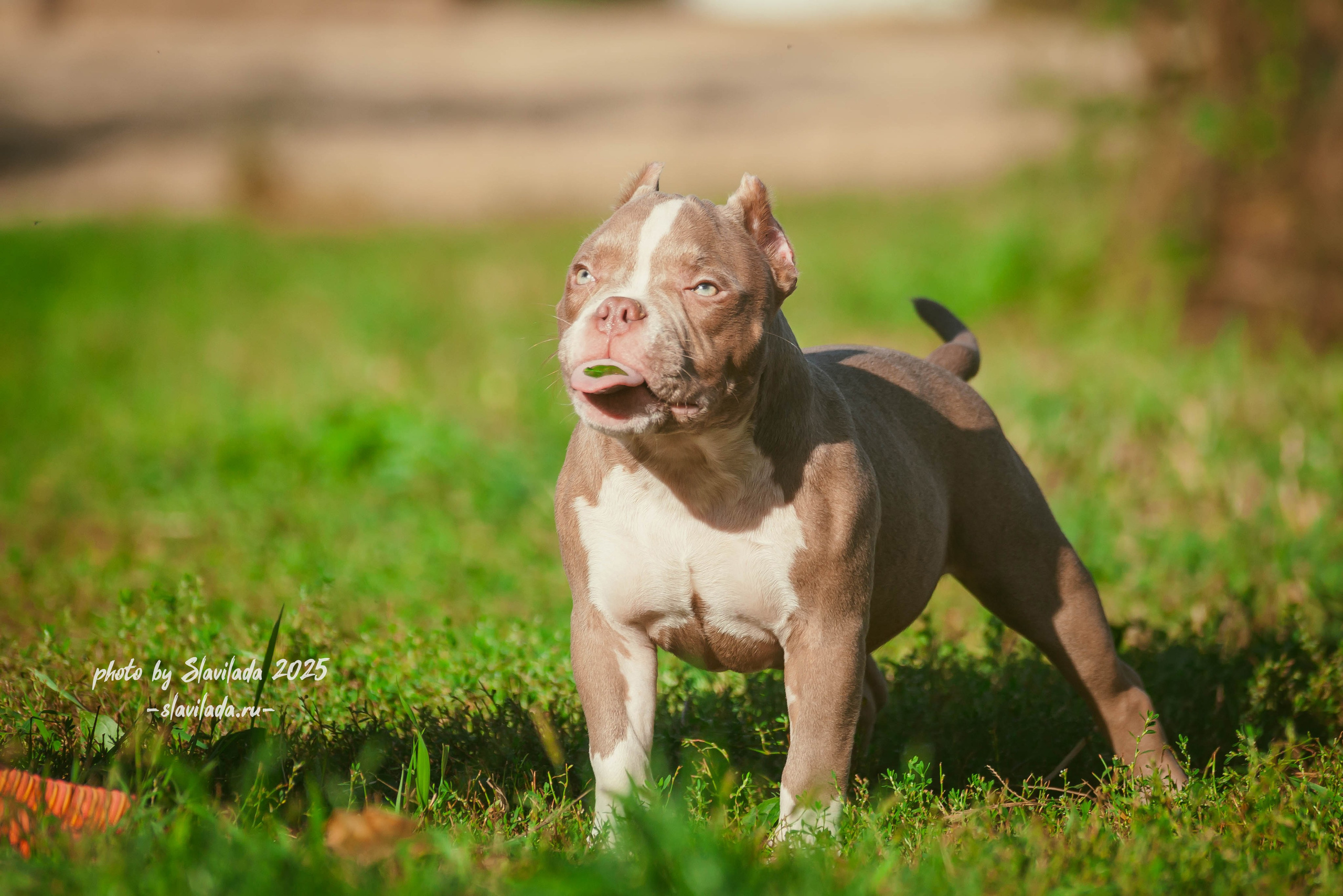 Американский булли. Slavilada-Лапки. Свет. Любовь… Профессиональная фотосессия питомцев Для памяти, пристройства и продажи. Хабаровск