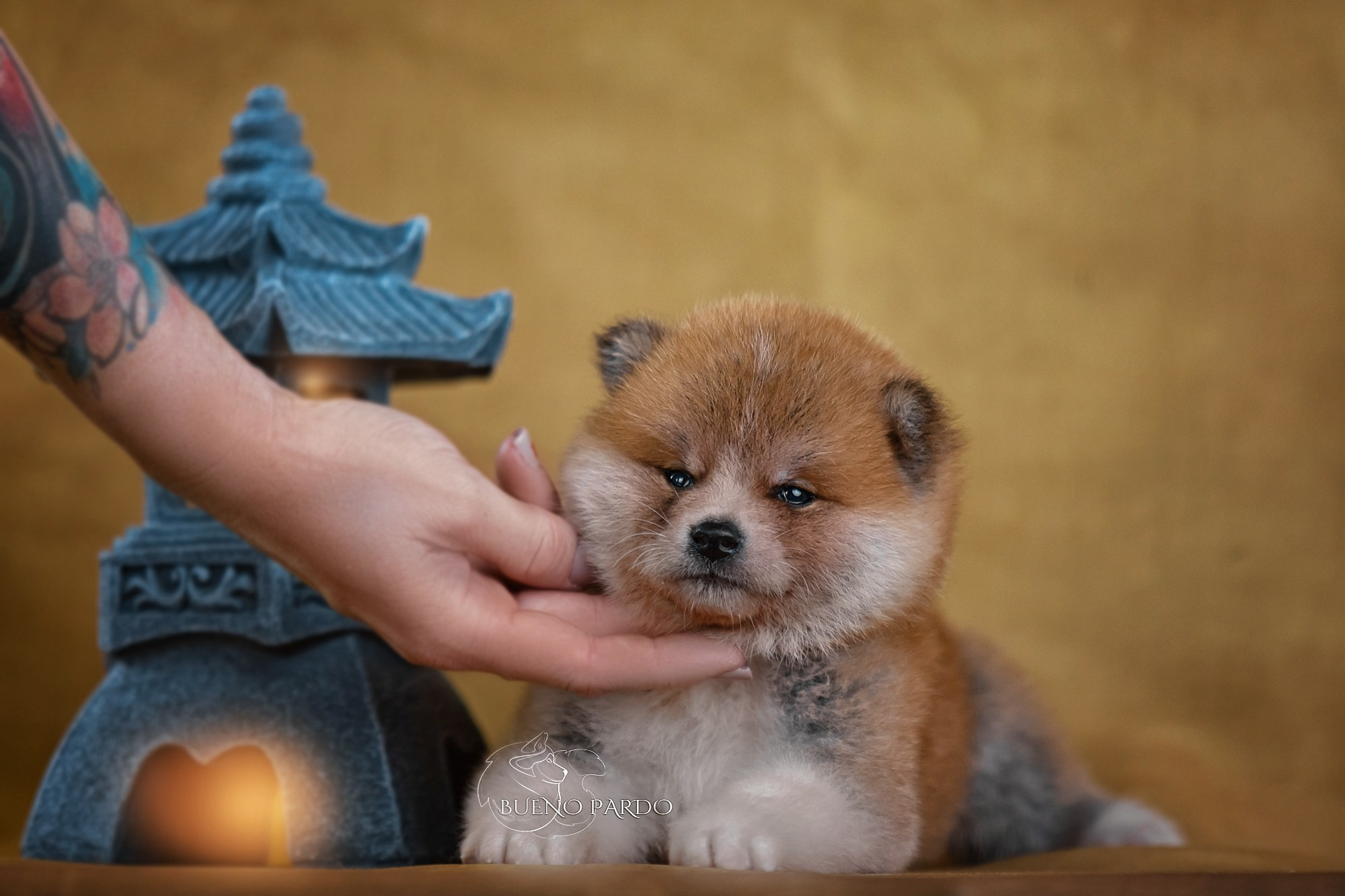 Щенки японской акита ину из питомника. Питомник собак Акита, Хаски, Корги