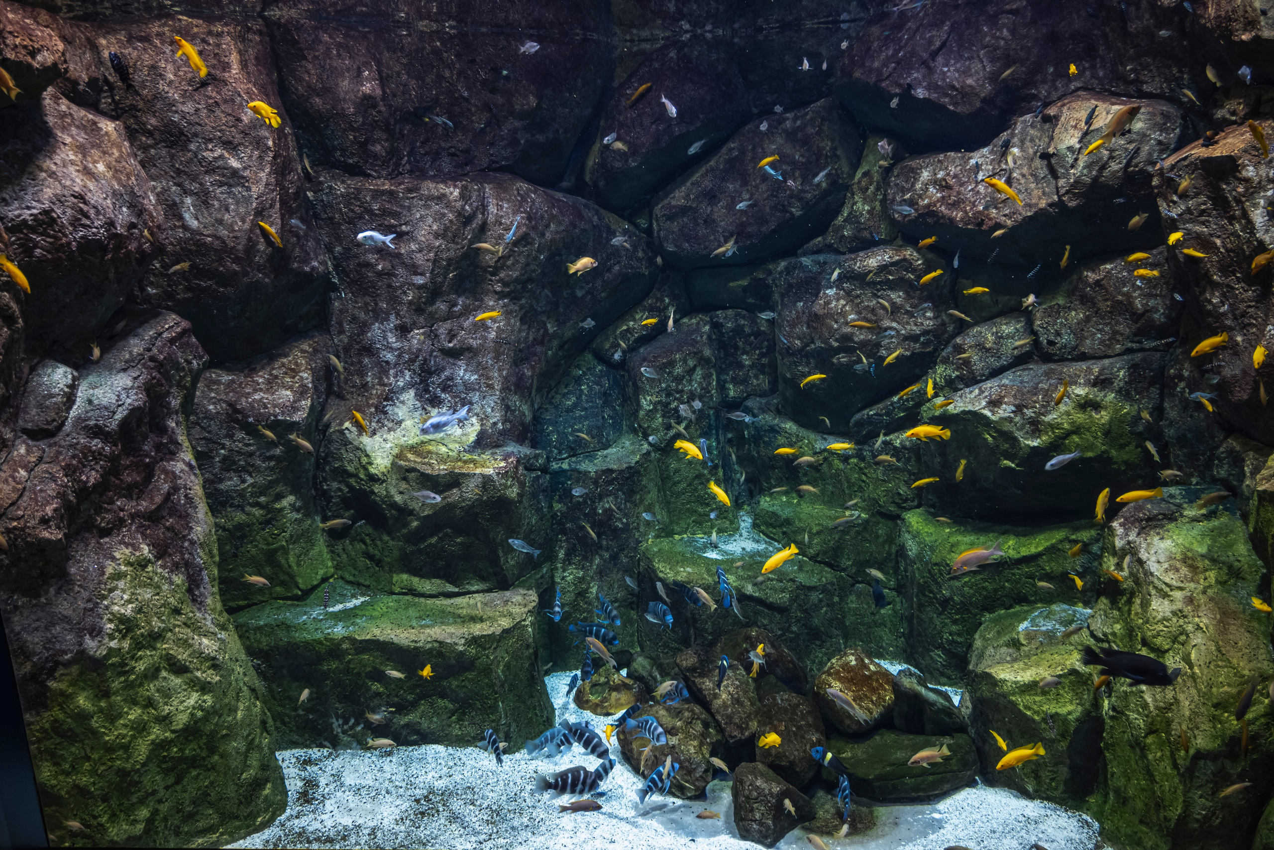 Москвариум. Фотограф Роман Адлер