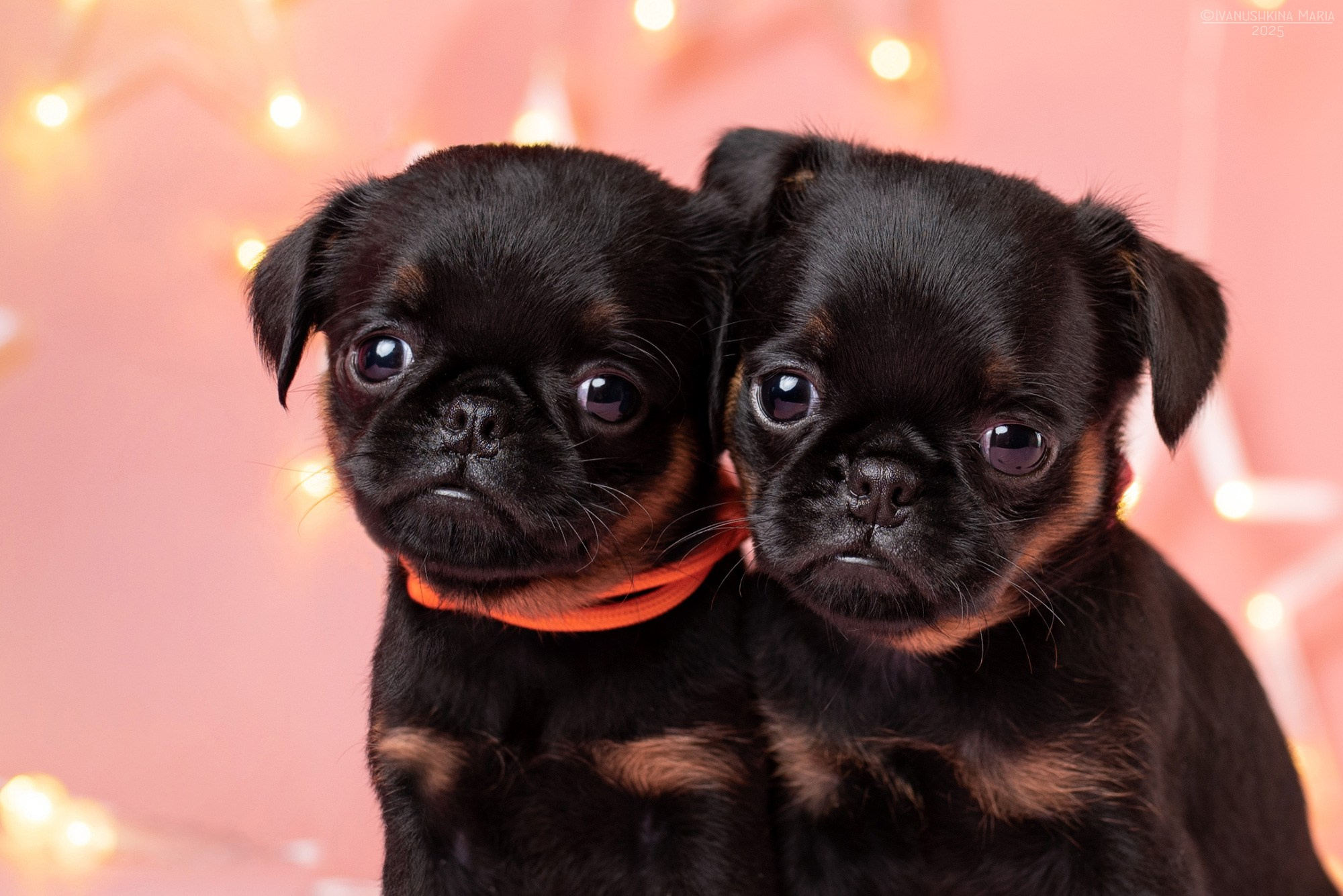 Фотосессия щенков на фонах. Фотограф собак в Москве и Московской области Иванушкина Мария