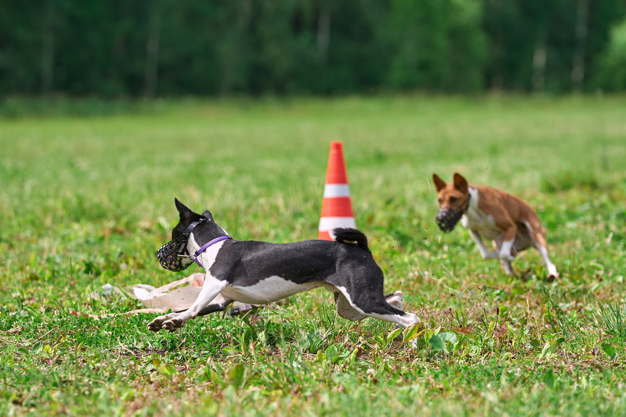 Тренировка по курсингу в Донино. Фотограф-анималист Михаил Манухин