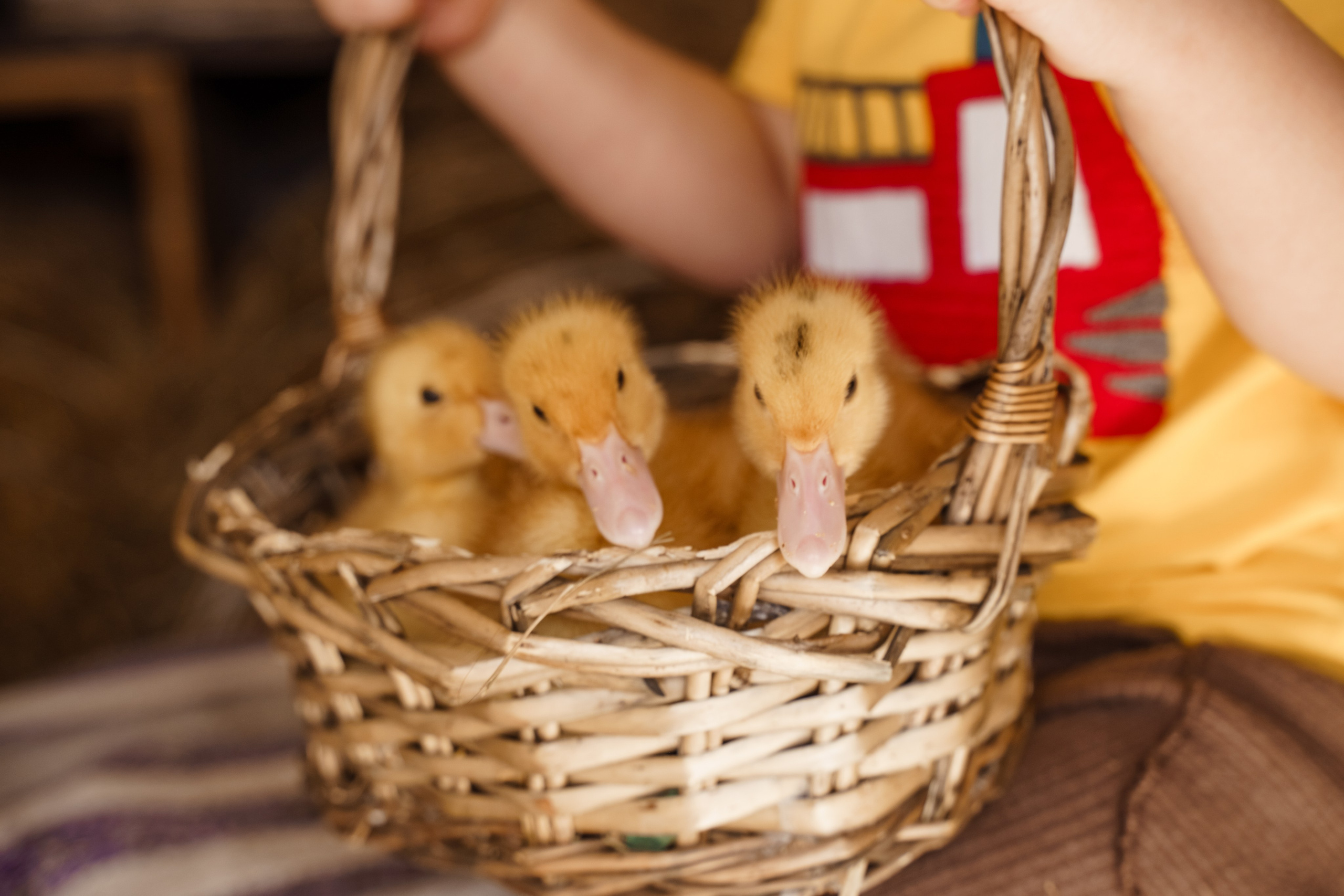 Фотосессия с утятами в студии